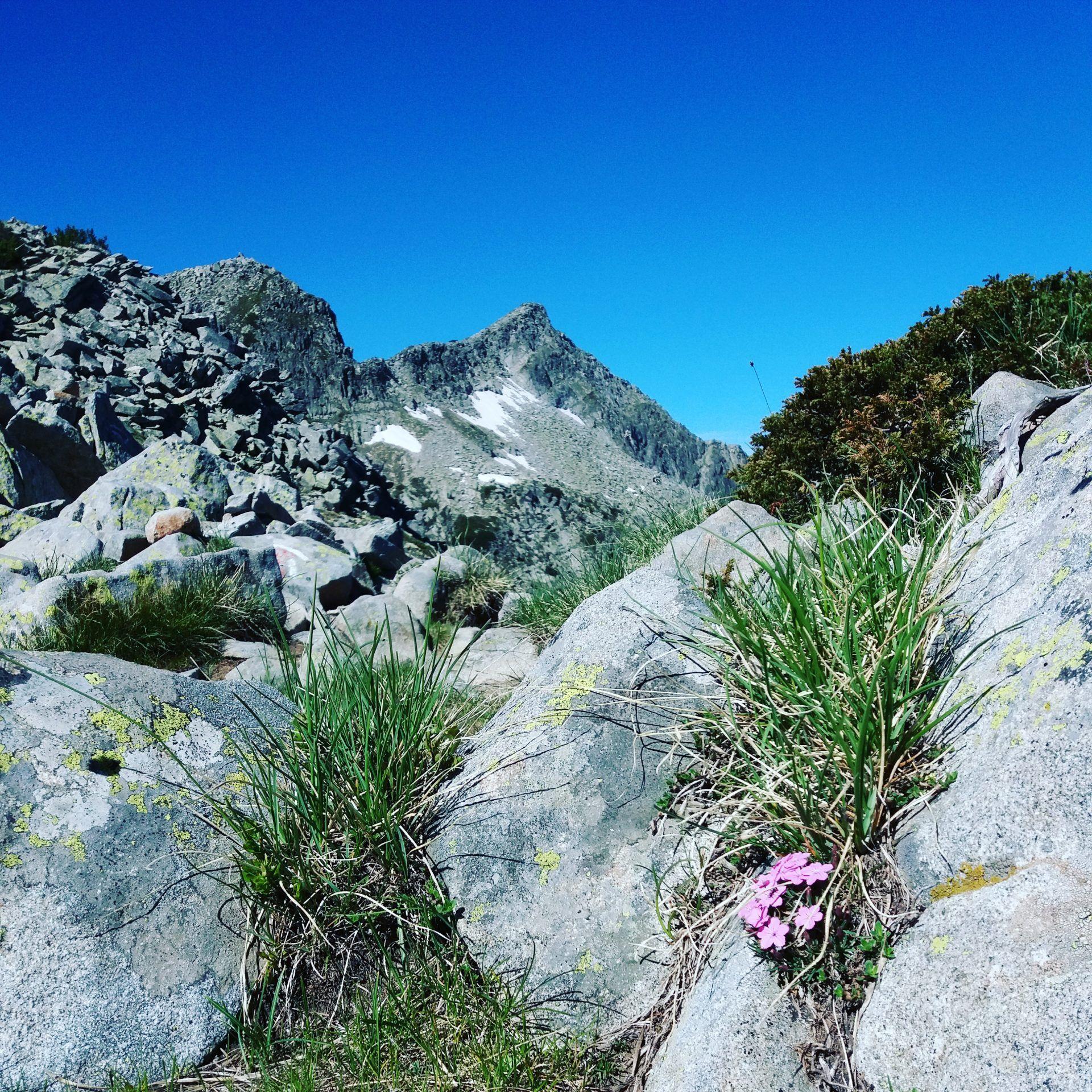 Summer in the Mountains