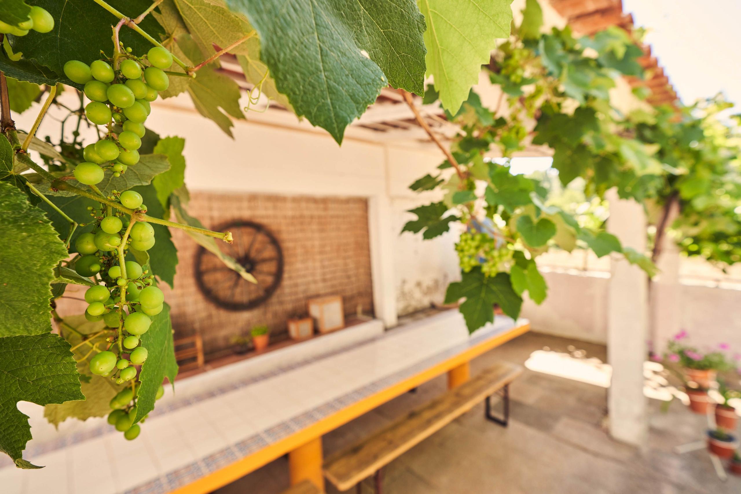 The outdoor terrace with grape vines and large Portuguese dining table