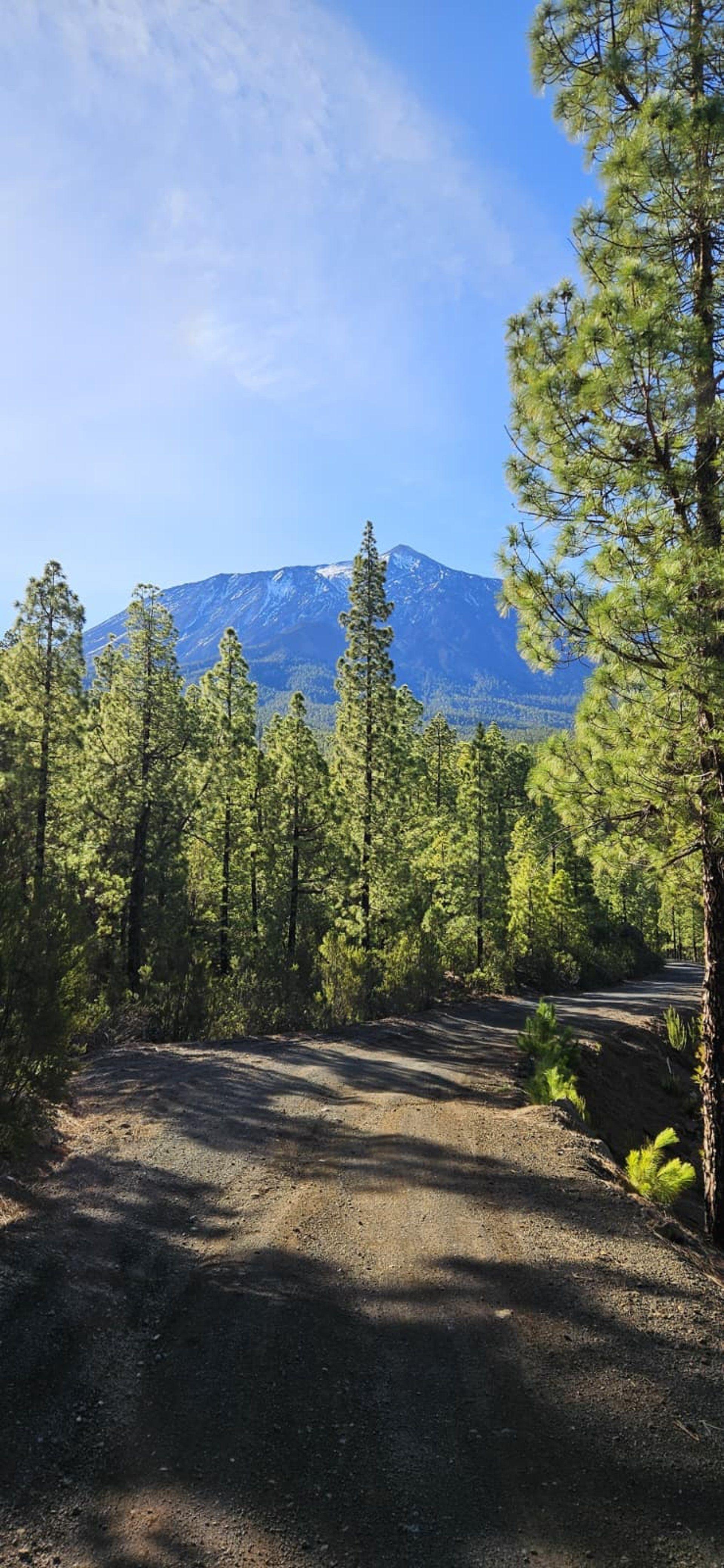 Dirt road through a pine forest with Mount Teide visible in the background