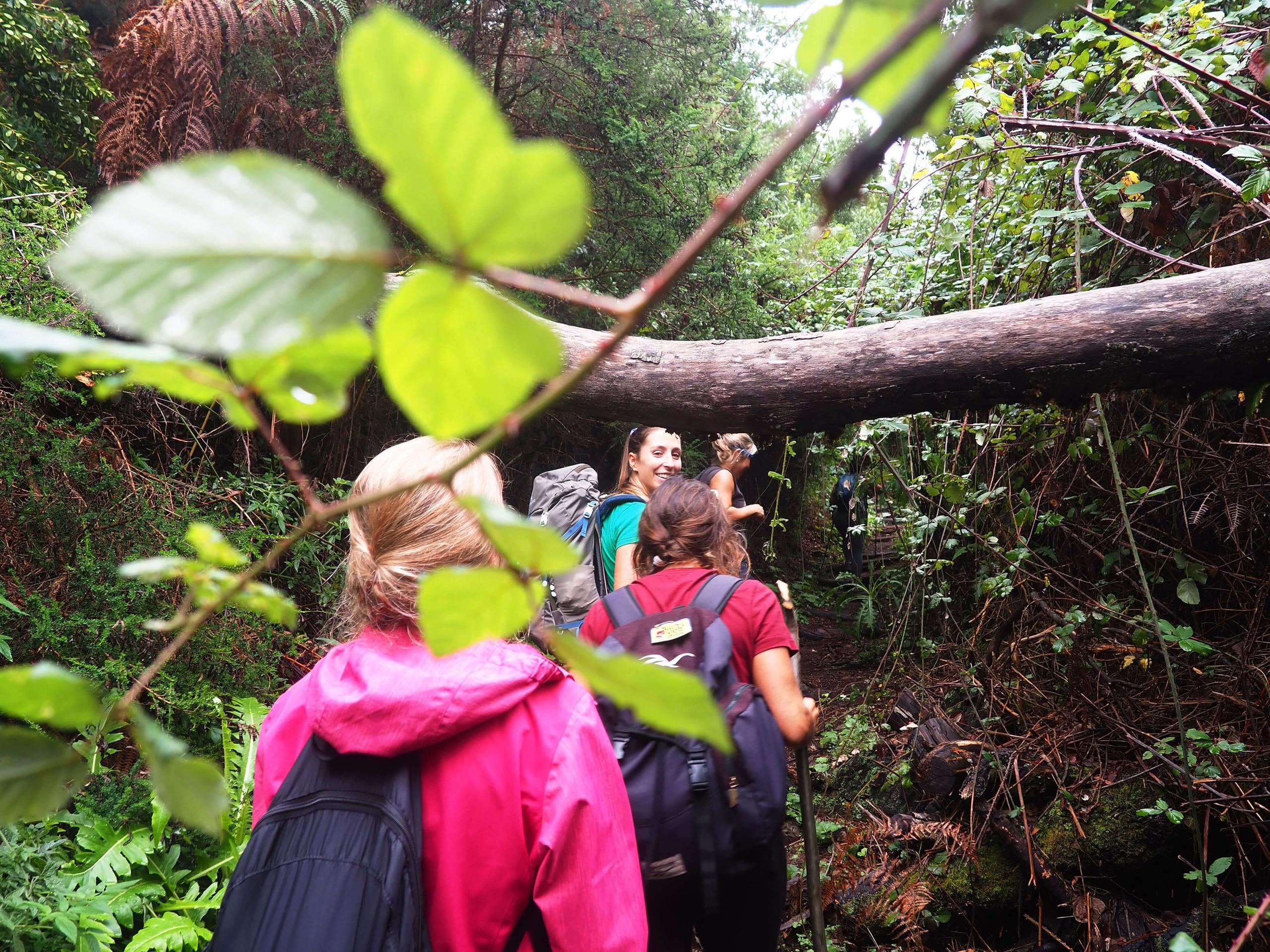 Hiking trail in La Gomera