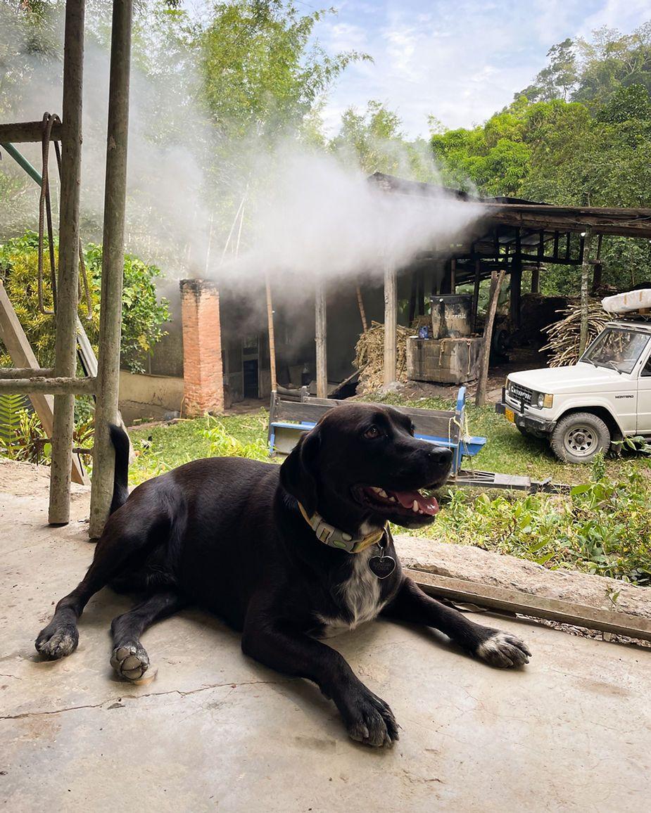 Black lab named Milon sitting in front of Panela mill at farm in Colombia