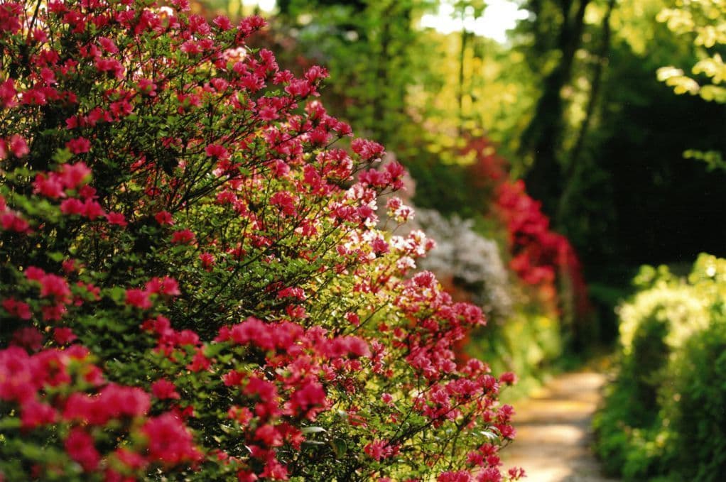 Il Giardino delle Azalee (Garden of Azaleas) in Gorizia, featuring 500 varieties of azaleas and rare roses
