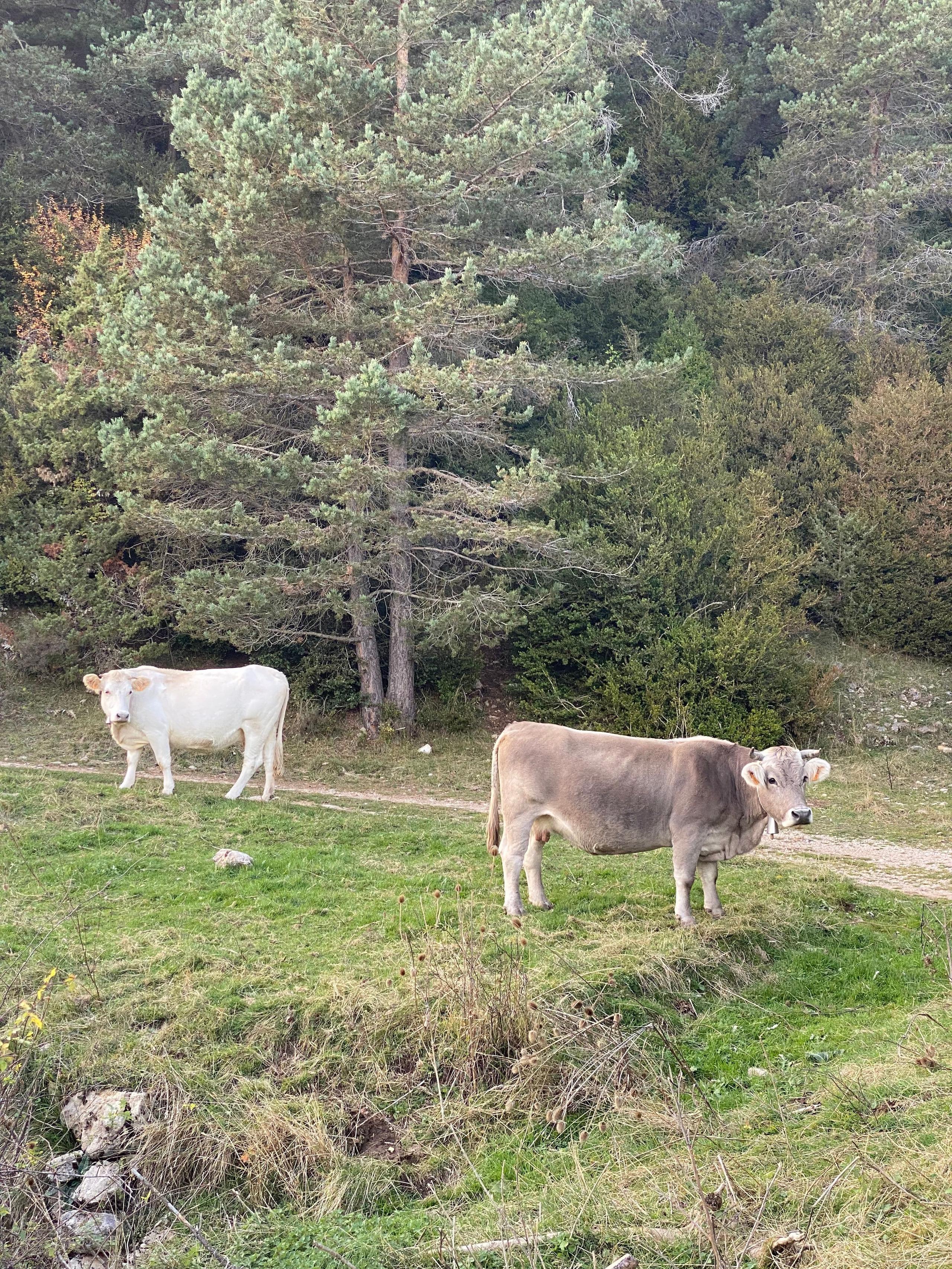 Pyrenees walks — hiking in the mountains near Casa Pardal