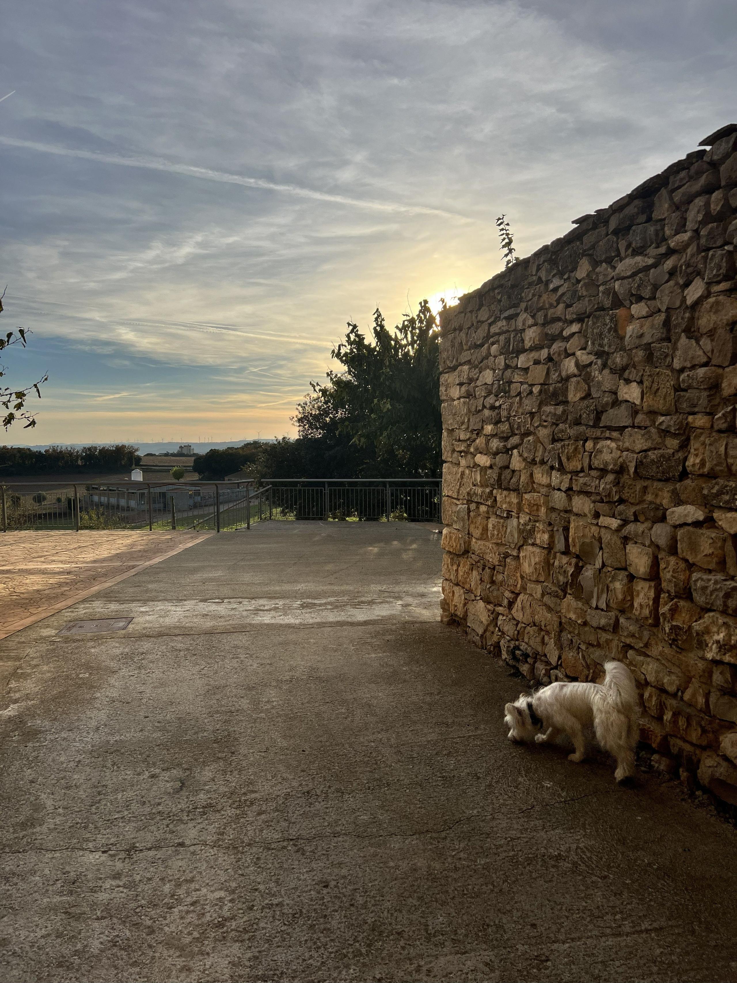 Casa Pardal's stone walkway at sunrise with Nelly the dog exploring near the trail entrance in rural Catalonia