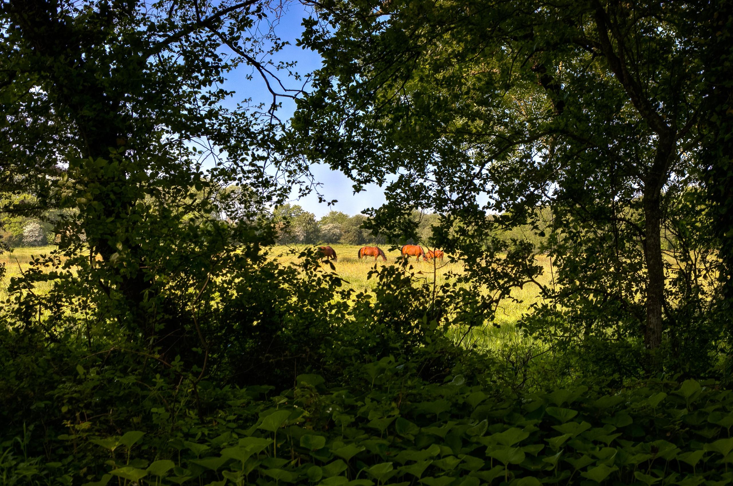 Front entrance of the château
