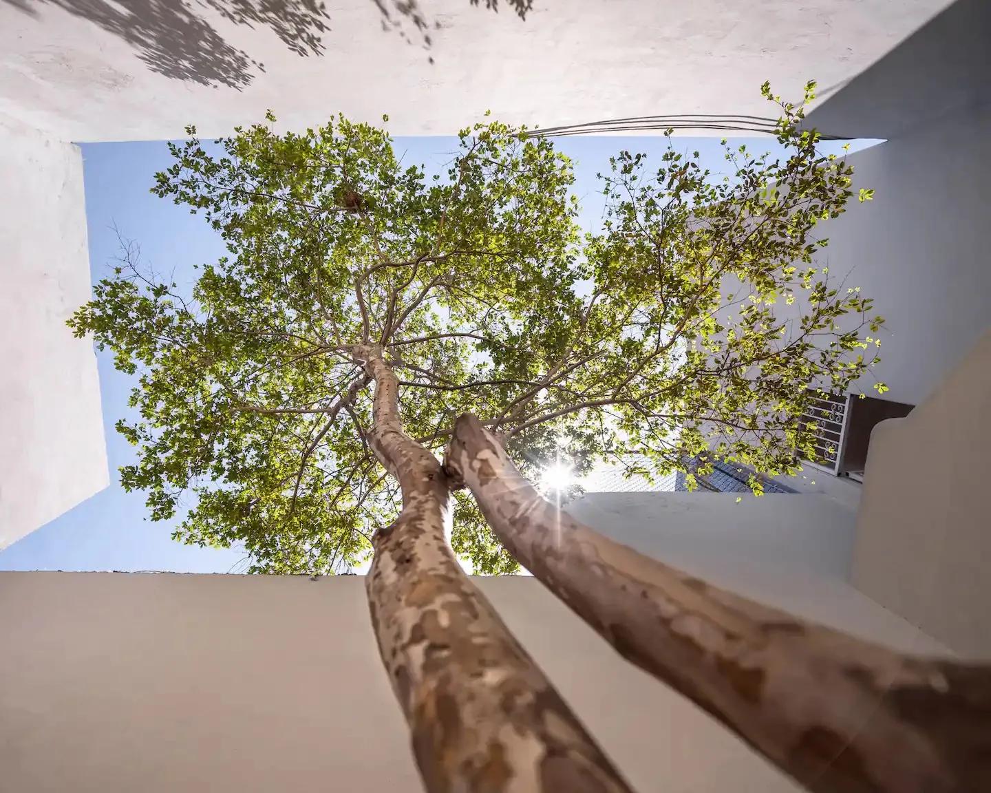 Looking up at a large tree growing in the open-air courtyard, framed by white walls and blue sky