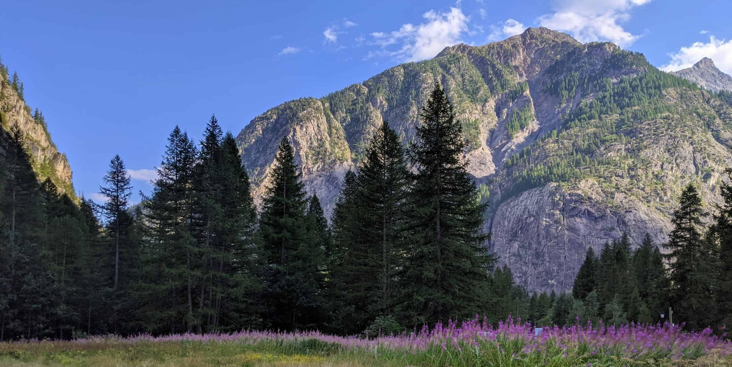 Panoramic view of the Alps with snow-capped peaks and pine forest