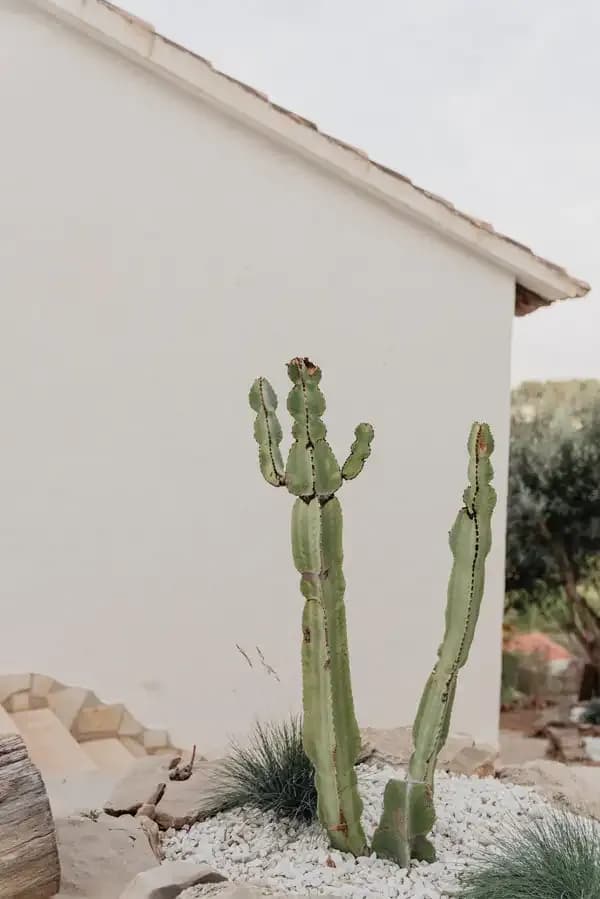 coliving costablanca cactus
