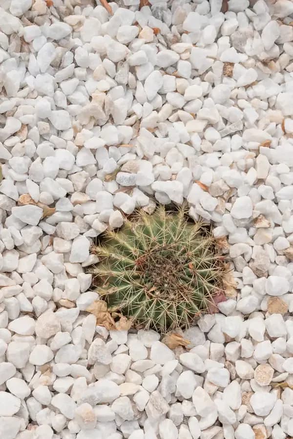 coliving costablanca cactus