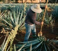 harvestiing-agave-plant-axaca-mexico