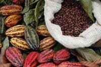 irma-cacao-seeds-beans-color