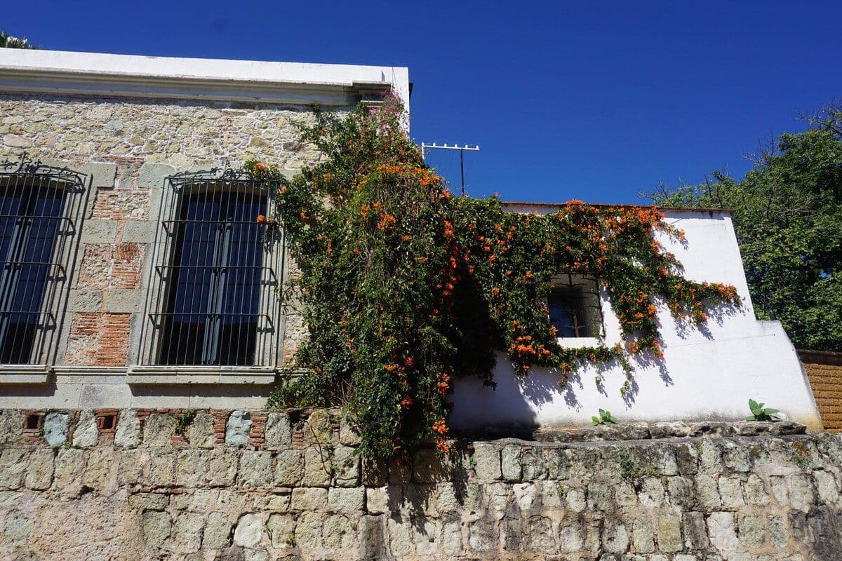 Oaxaca_Laura (1)
