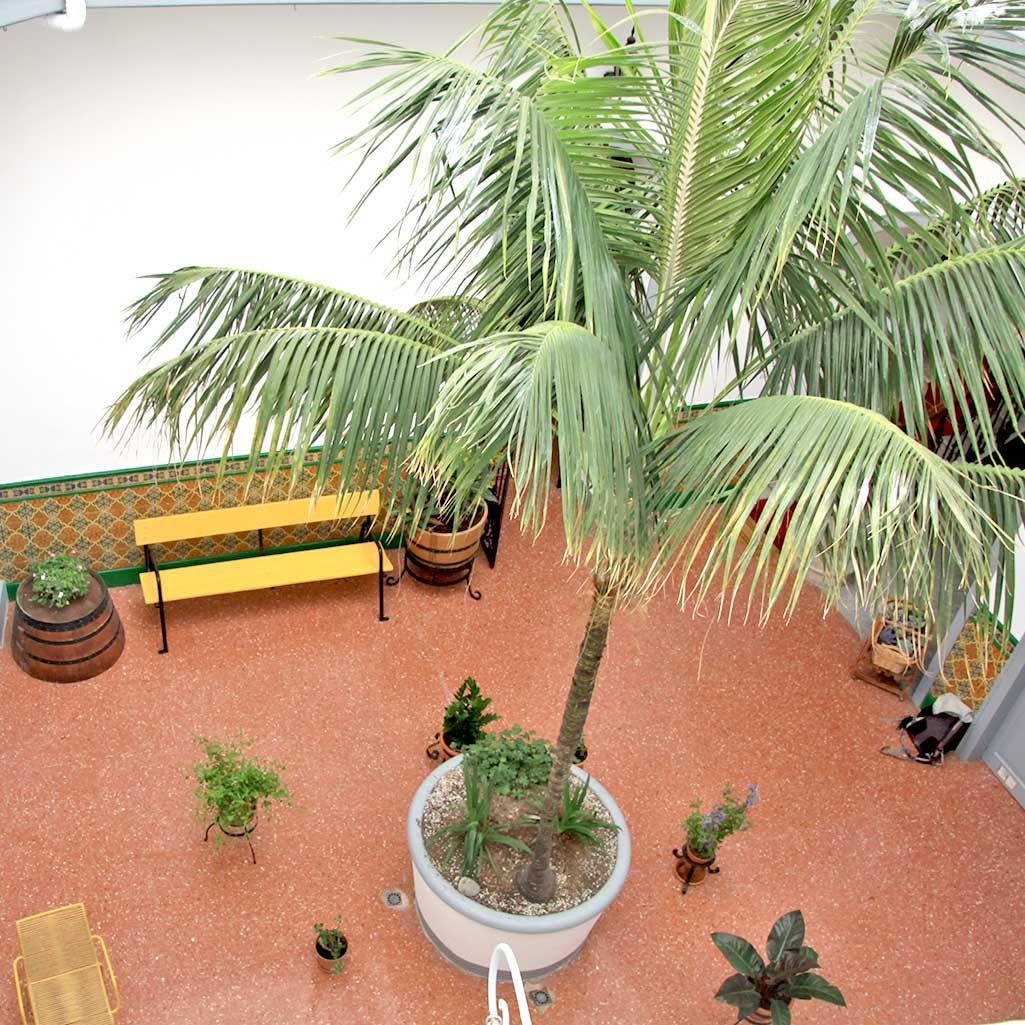 Aerial view of the entrance patio featuring a tall palm tree in a large clay pot, surrounded by plants, in the style of a typical Canarian house