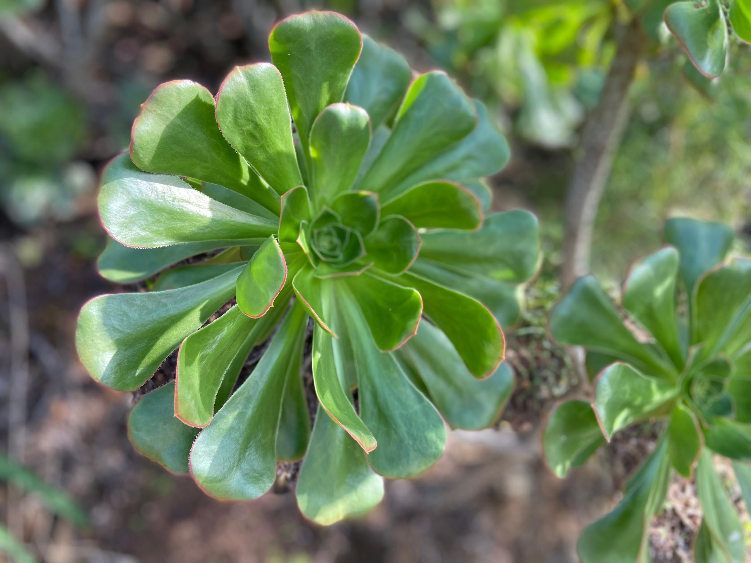 Local plants. Botanic Garden in Las Palmas