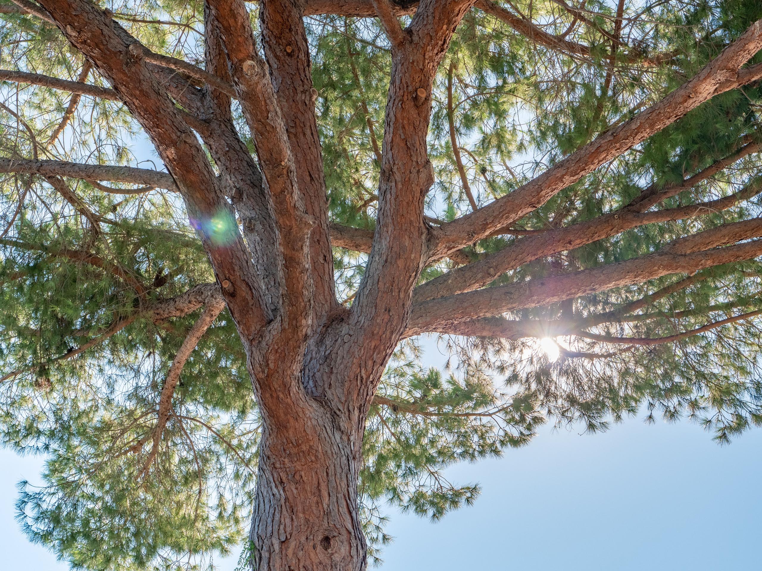 Large pine tree in the villa's private garden