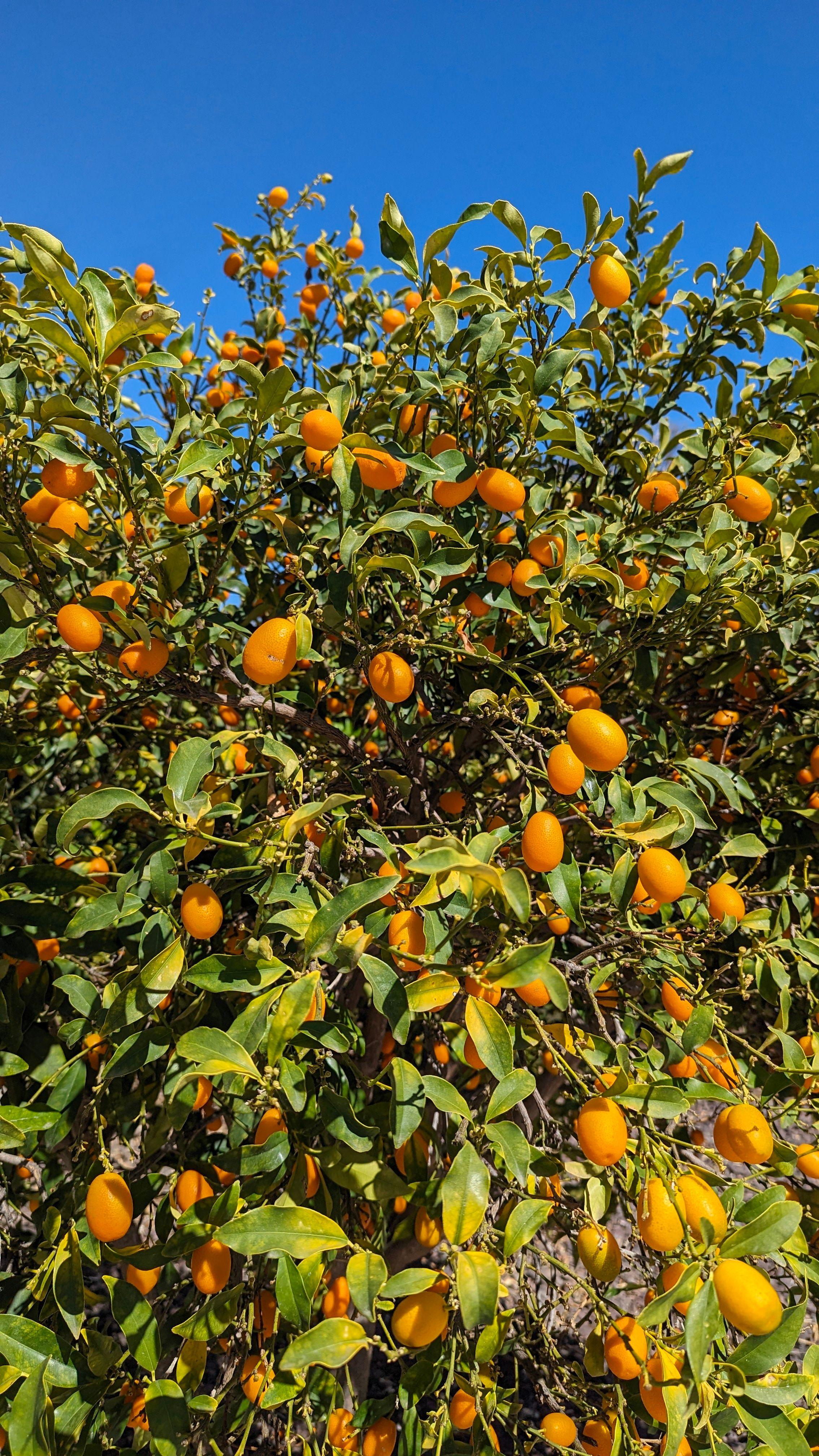 Orange/kumquat tree laden with fruit in the villa's private garden
