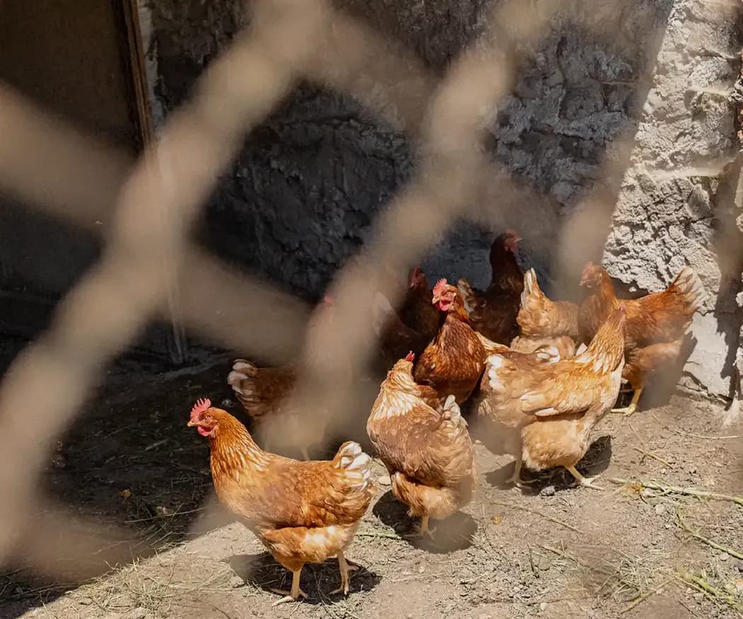 FEM Rural - Les gallines d'en Segundo