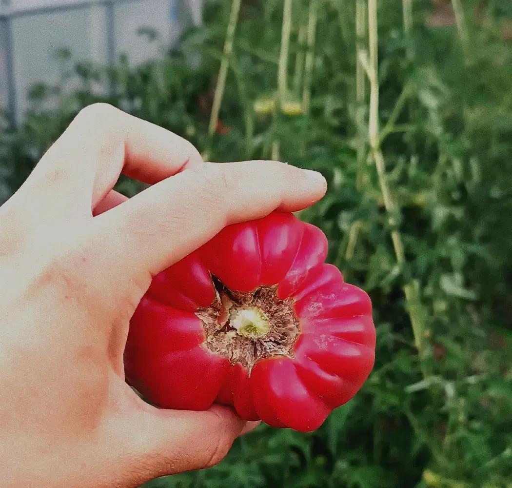 FEM Rural - Els tomàquets de l'hort