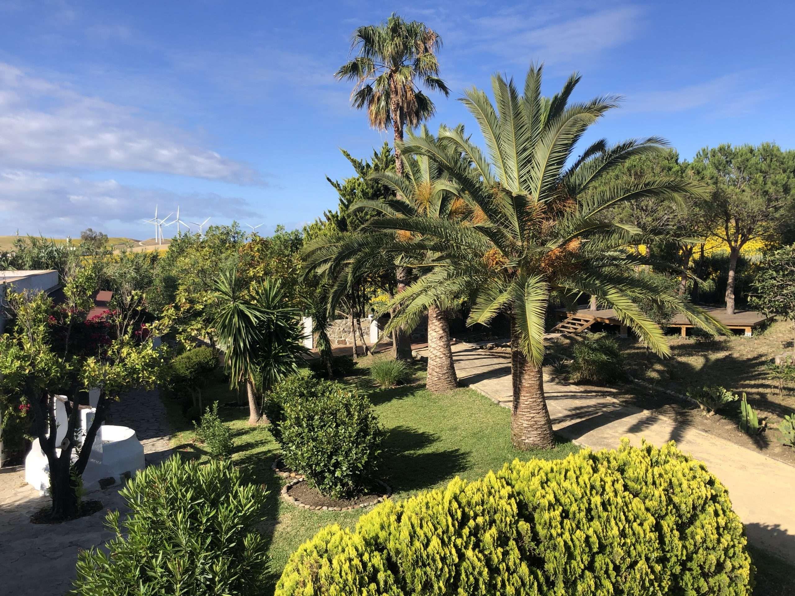 garden with palm trees