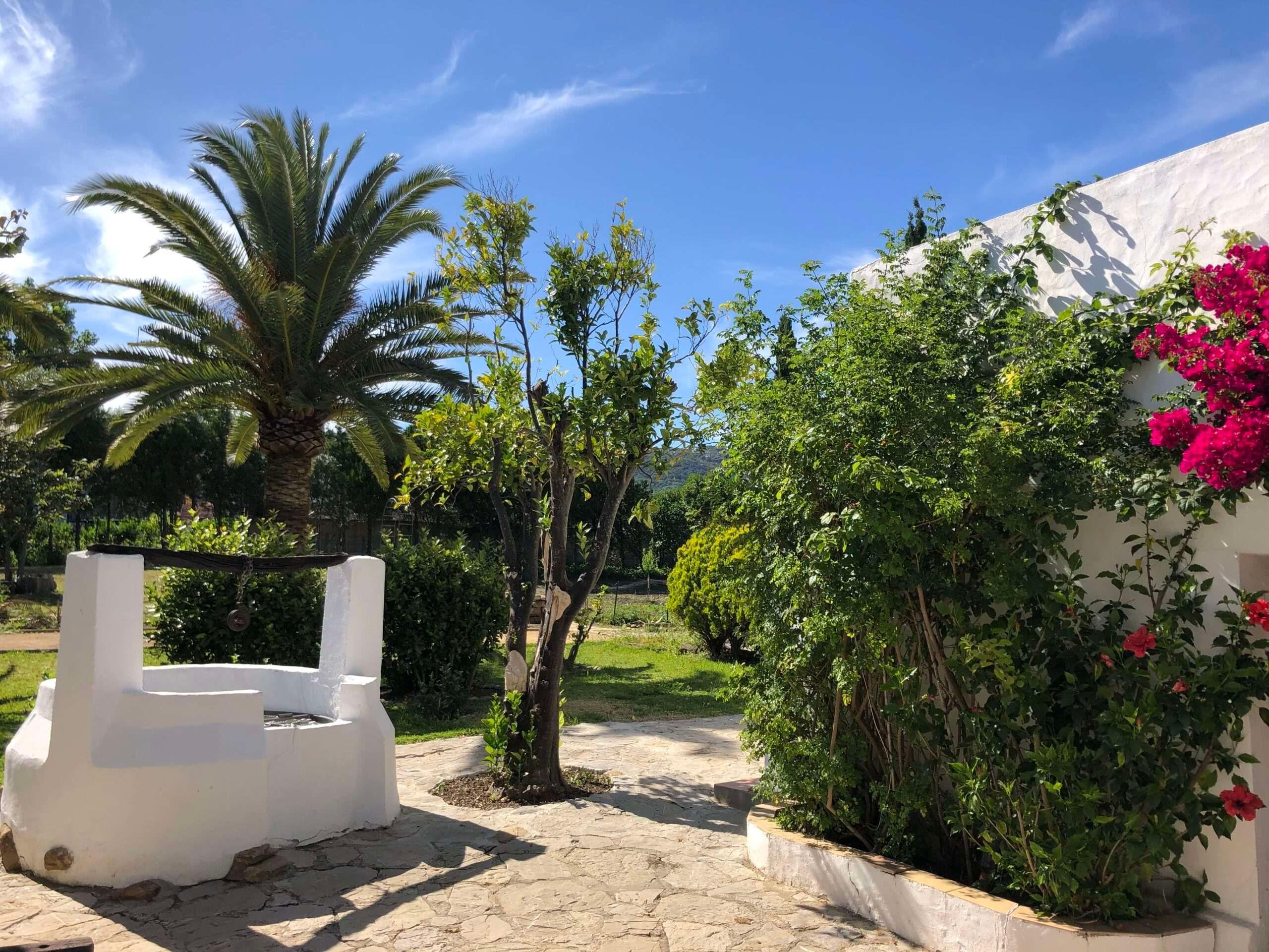 well, palms, plants and flowers