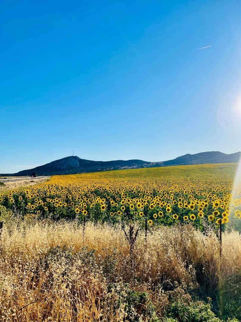 Sunflower fields near Zahara de los Atunes
