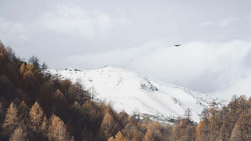 Autumn mountain landscape with snow-capped peaks and golden larch trees in South Tyrol