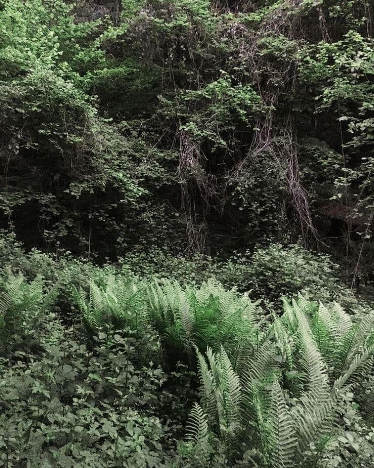 Dense green forest with ferns and trees near franz&mathilde in South Tyrol