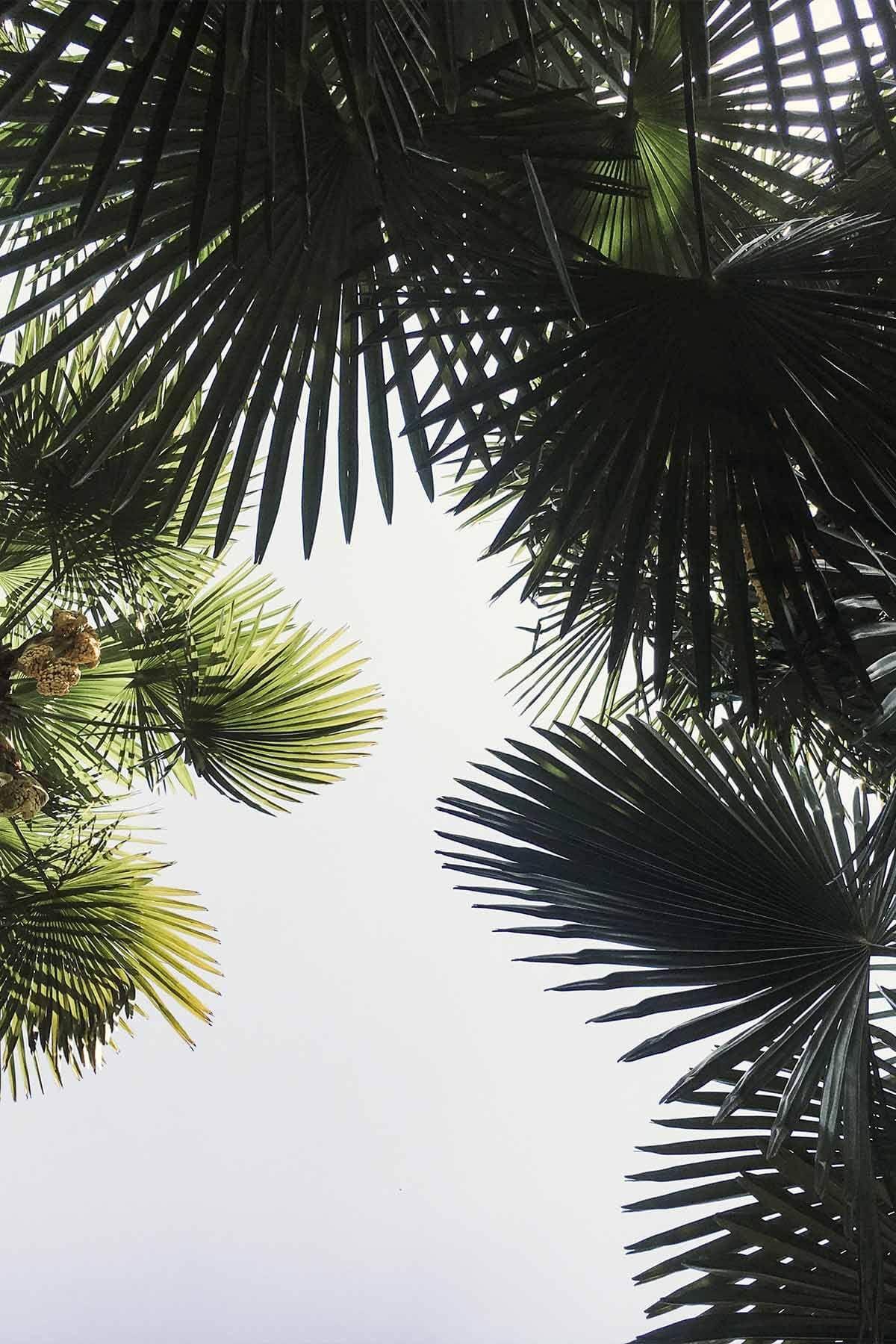 Looking up through palm tree canopy in Merano, South Tyrol