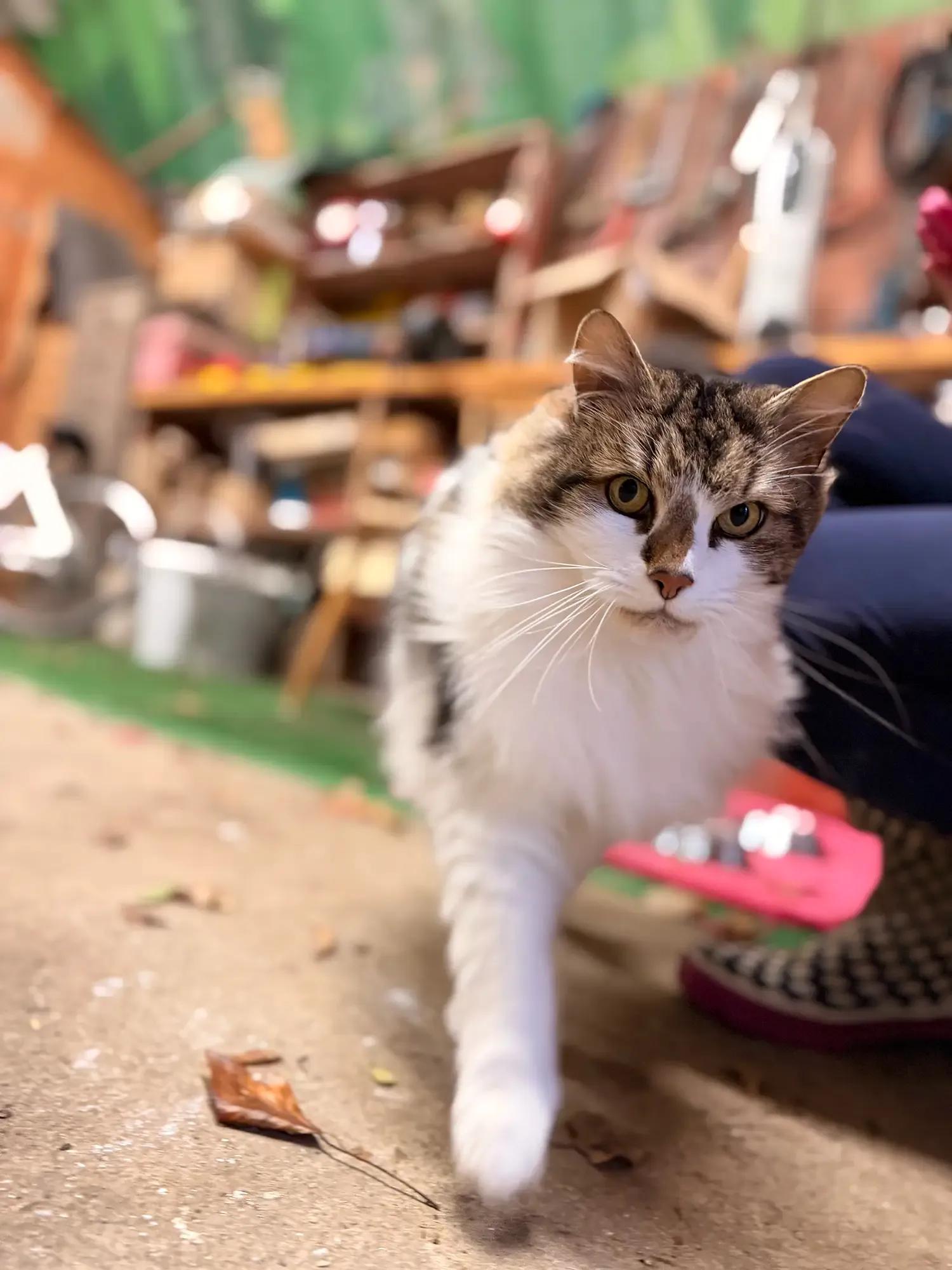 Cosmo the friendly farm cat walking through the courtyard at Froomies