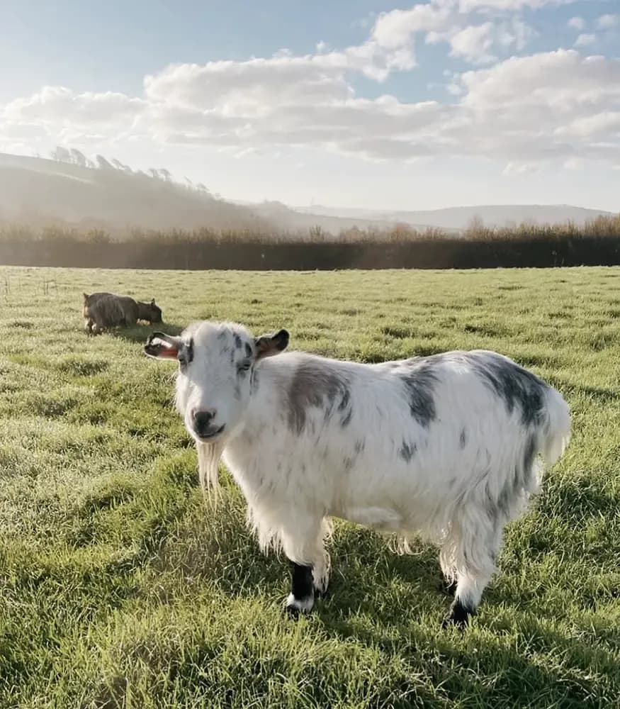 A white and grey goat in the farm field with countryside views