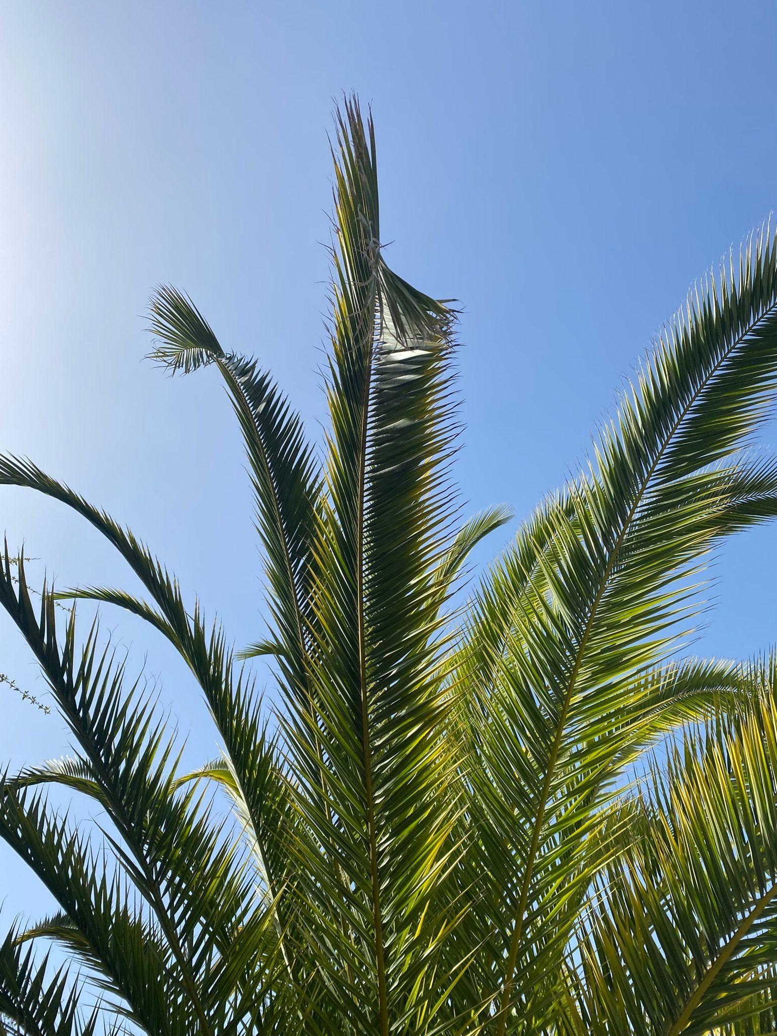 Looking up at a tall palm tree against a clear blue sky, typical of the Canary Islands surroundings
