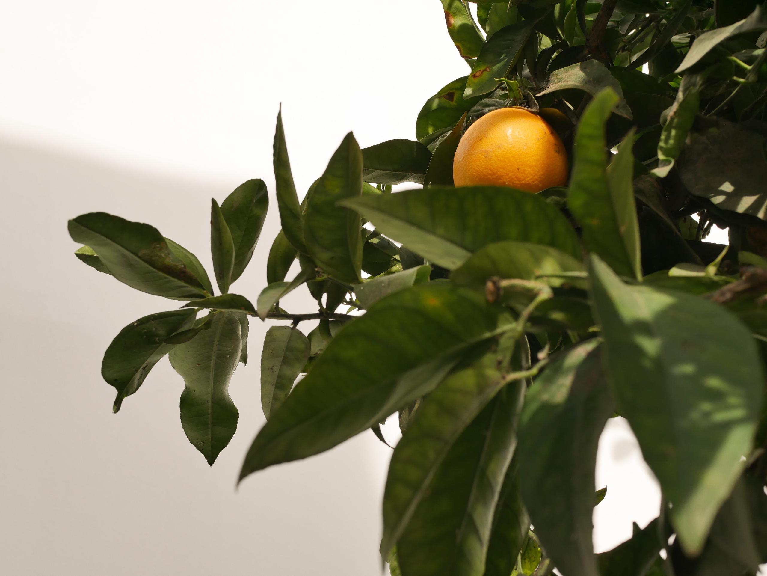 Close-up of an orange tree branch with a ripe orange fruit against a white wall