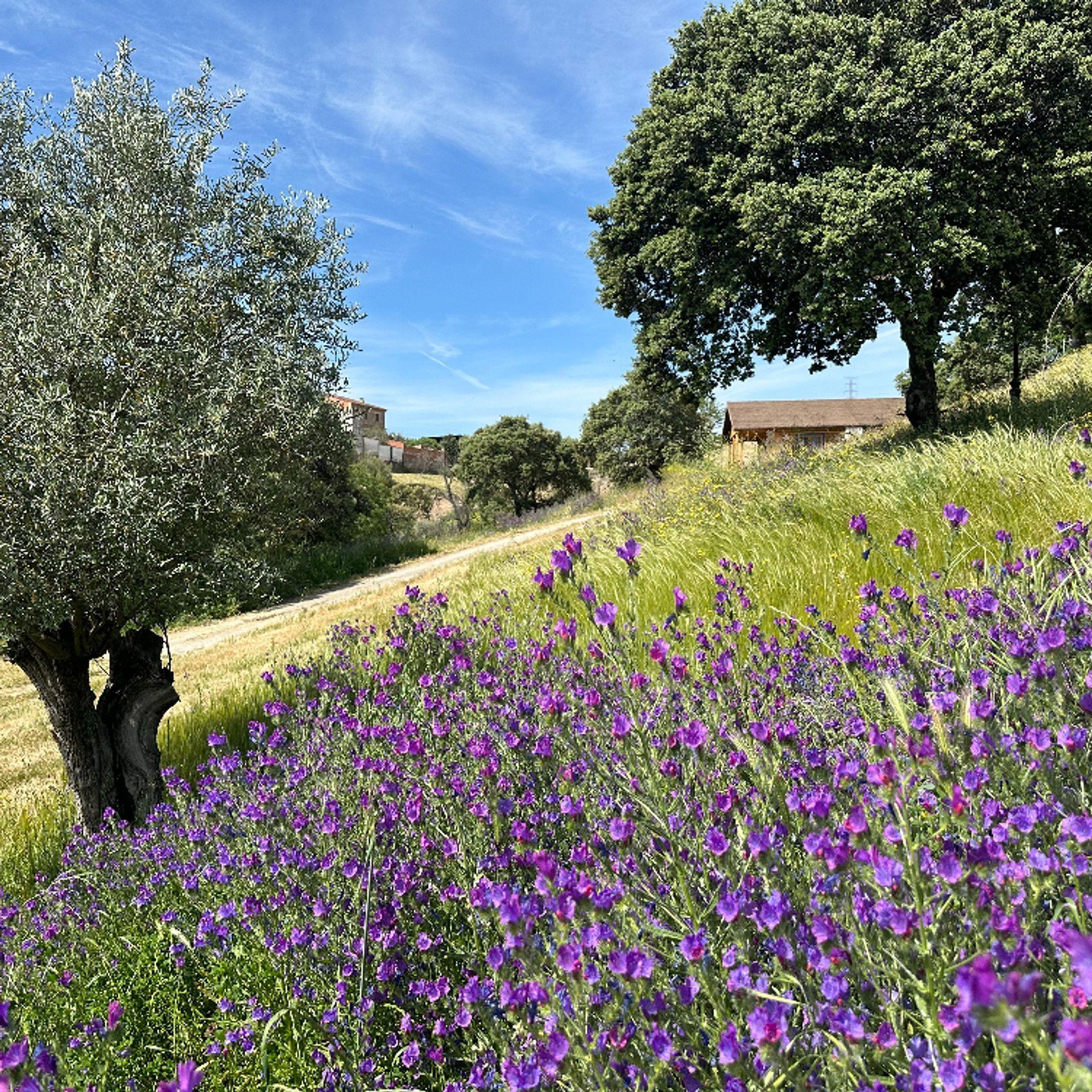 Spacious outdoor grounds at Hamlet's Friends coliving