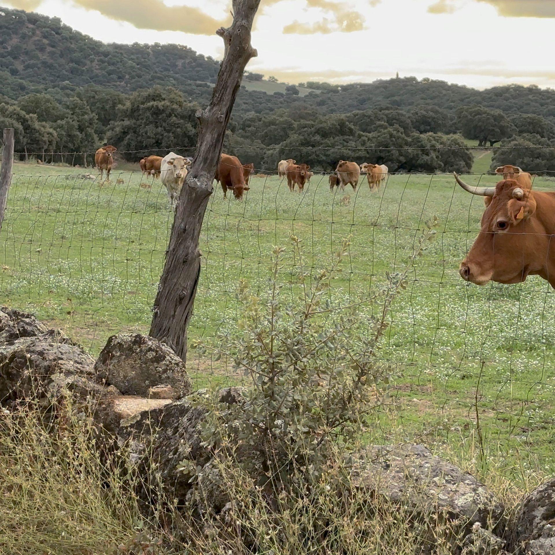 Watching cows graze in the middle of nature near Hamlet's Friends