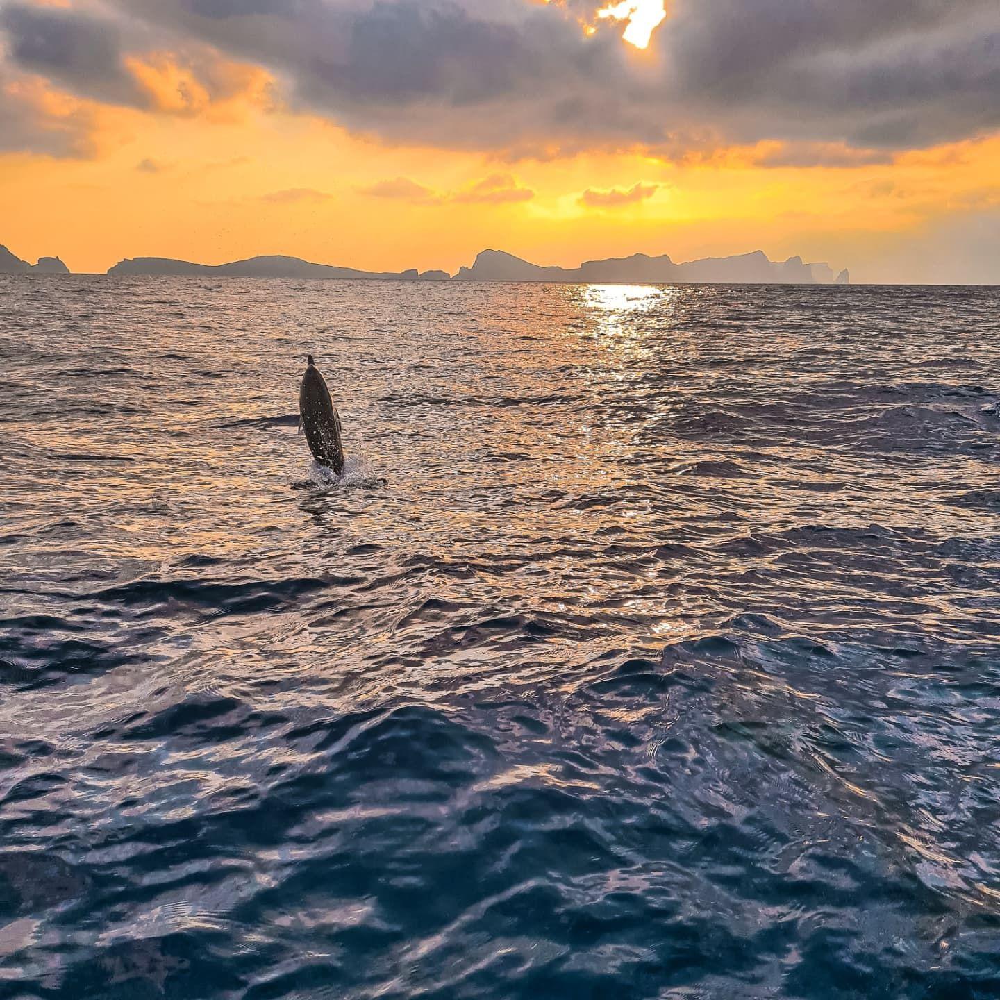 A dolphin jumping out of the water at sunset with Madeira's coastline in the background