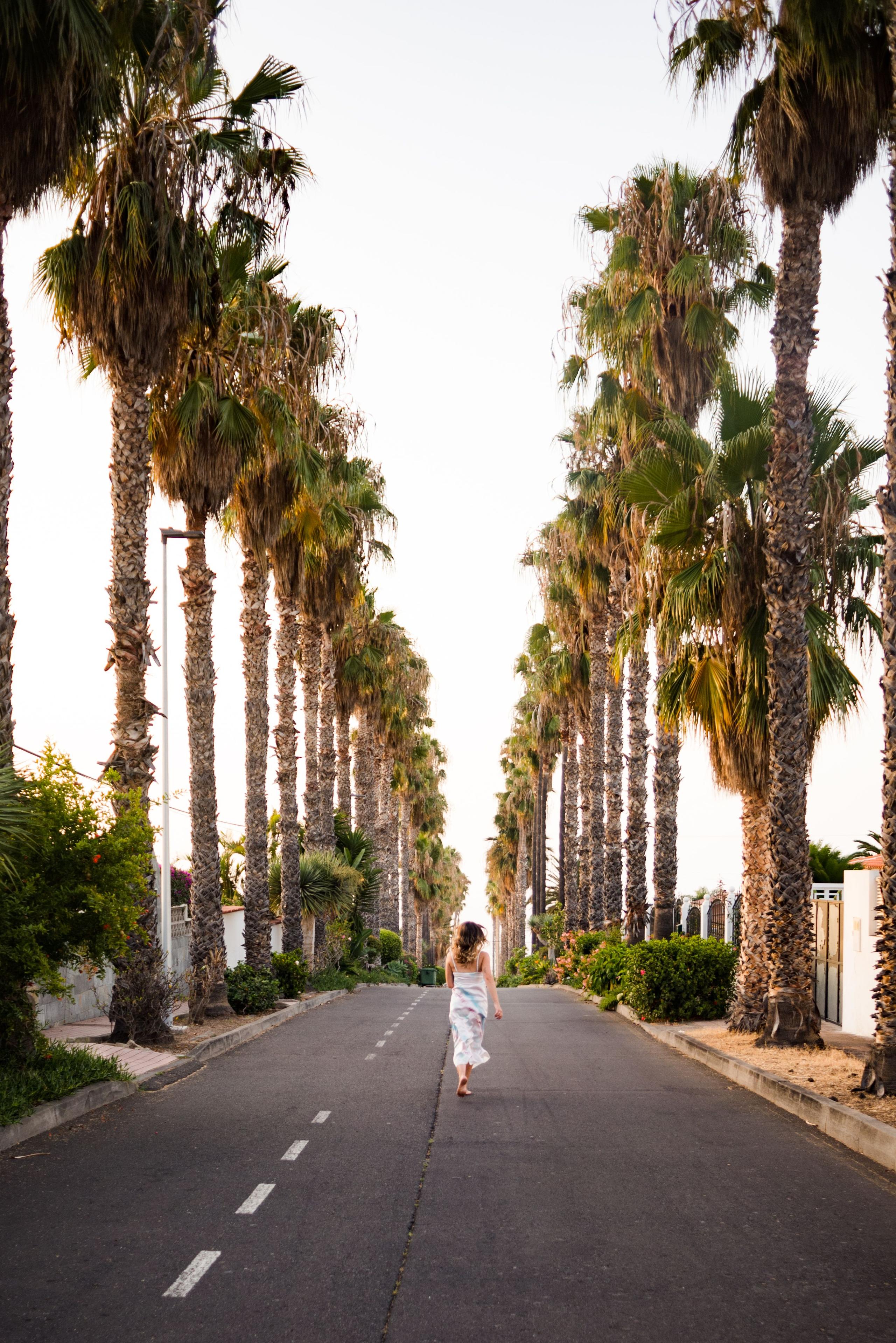 Palm tree promenade in Puerto de la Cruz near Ikigai coliving community