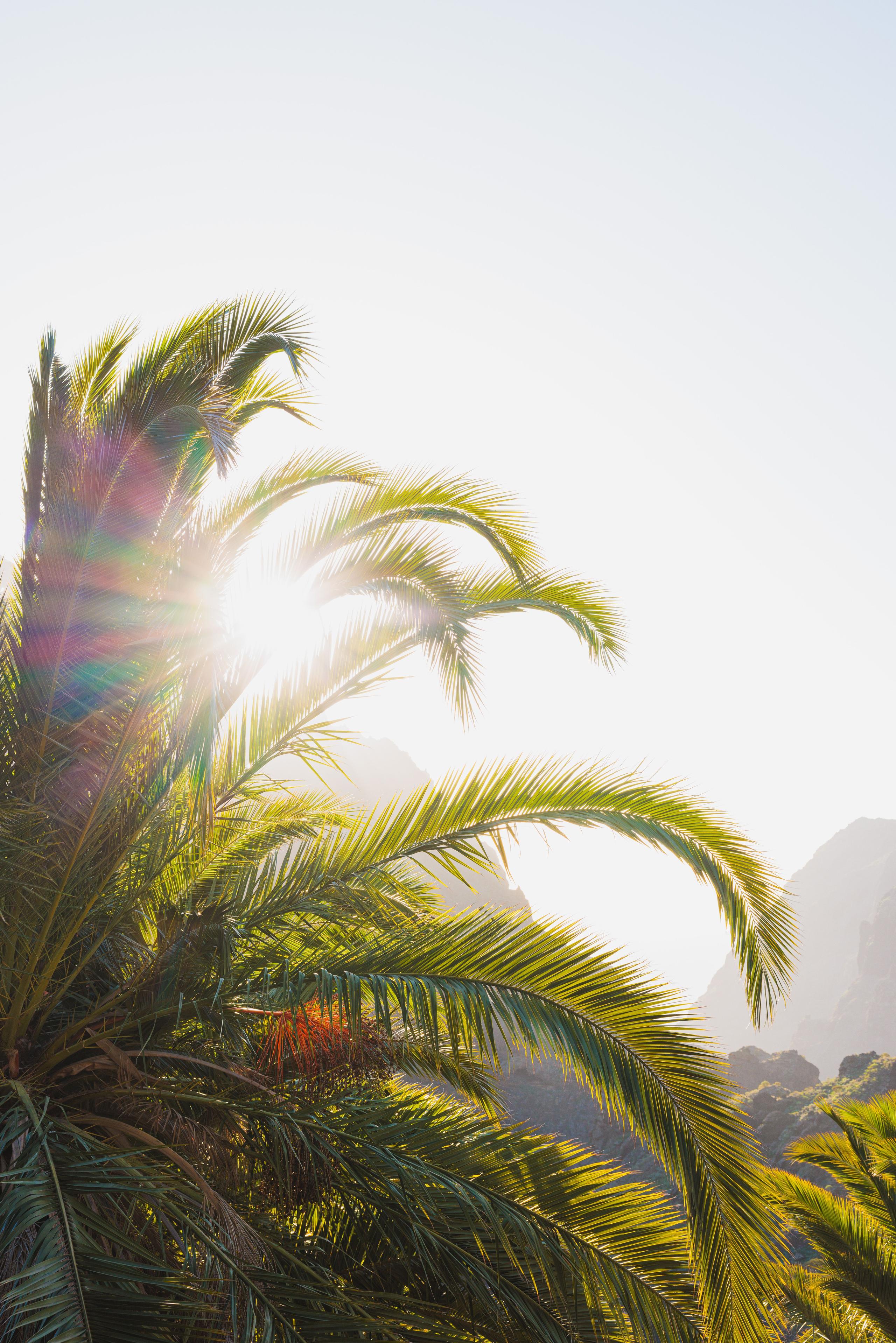 Sunny tropical weather in Puerto de la Cruz Tenerife with palm trees
