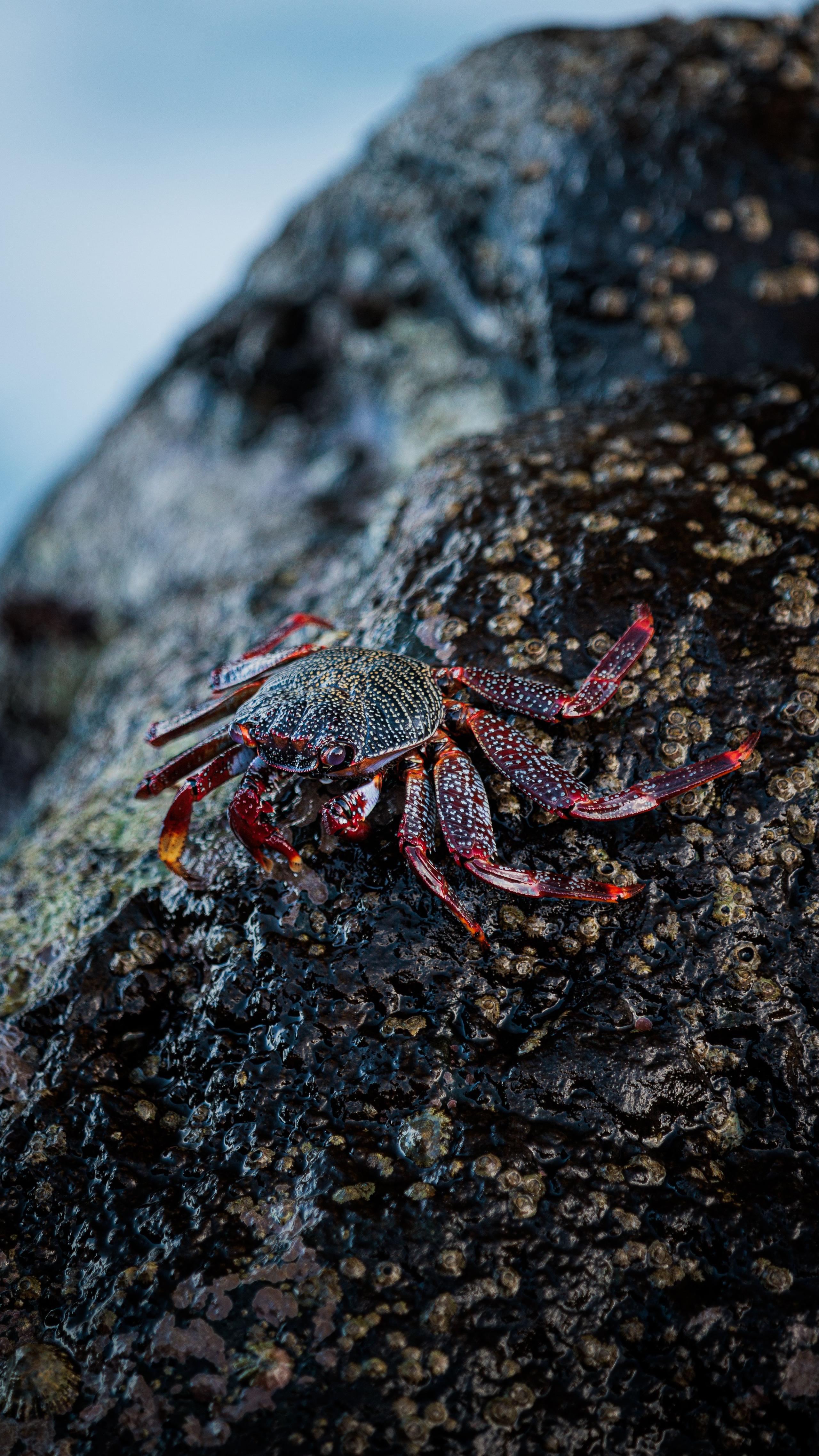 Red crab on a volcanic rock by the ocean in Tenerife