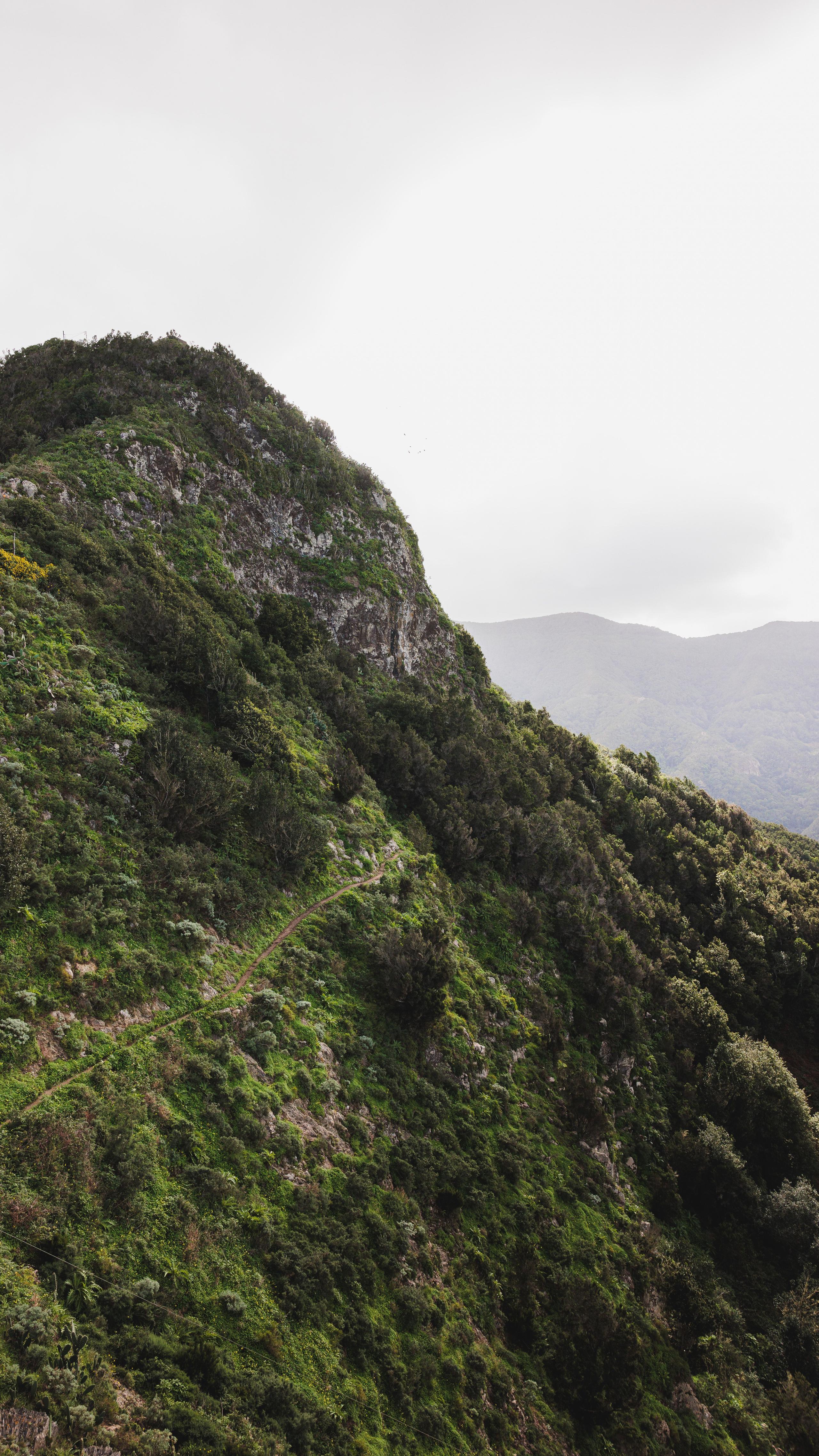 Lush green mountain trail in the Anaga rural park