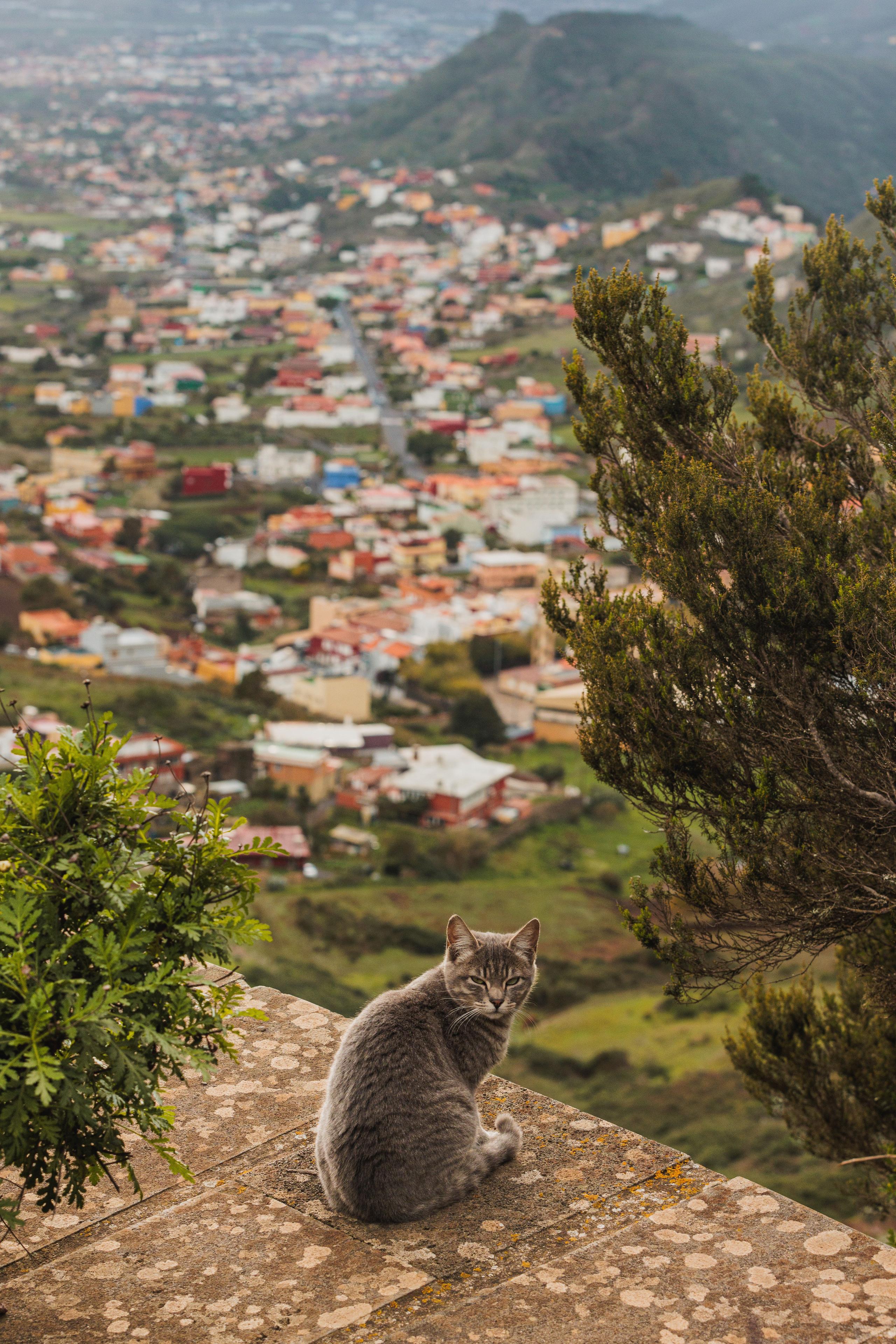A cat sitting on a wall with a colorful Tenerife town and green hills in the background
