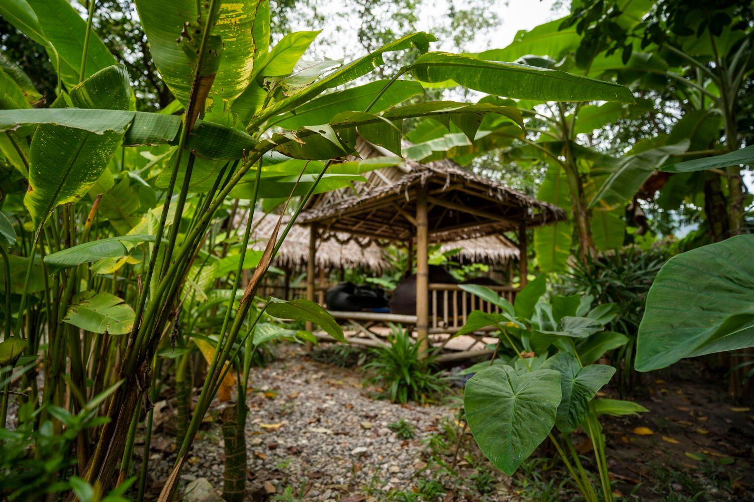 Bamboo hut structure nestled among lush tropical plants in the garden