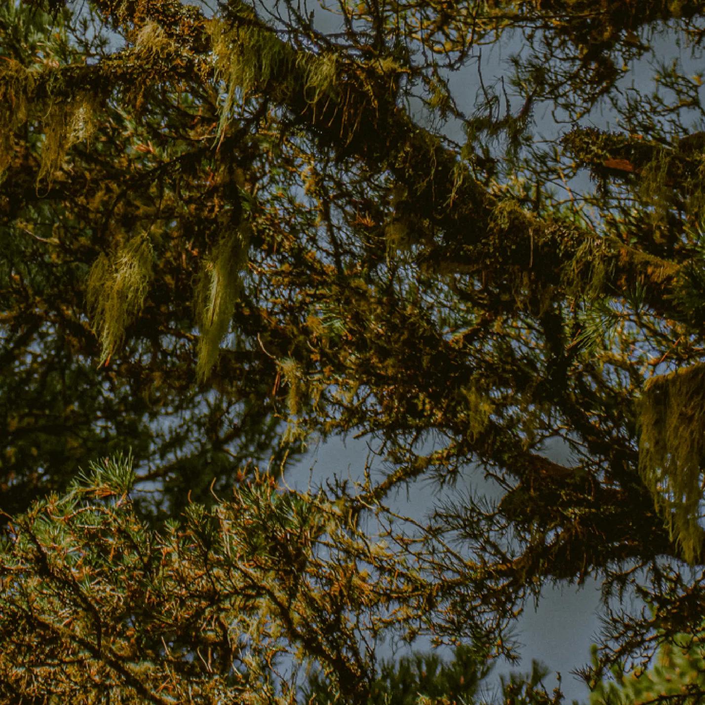 Image of Tenerife featured on the homepage under the Tenerife section