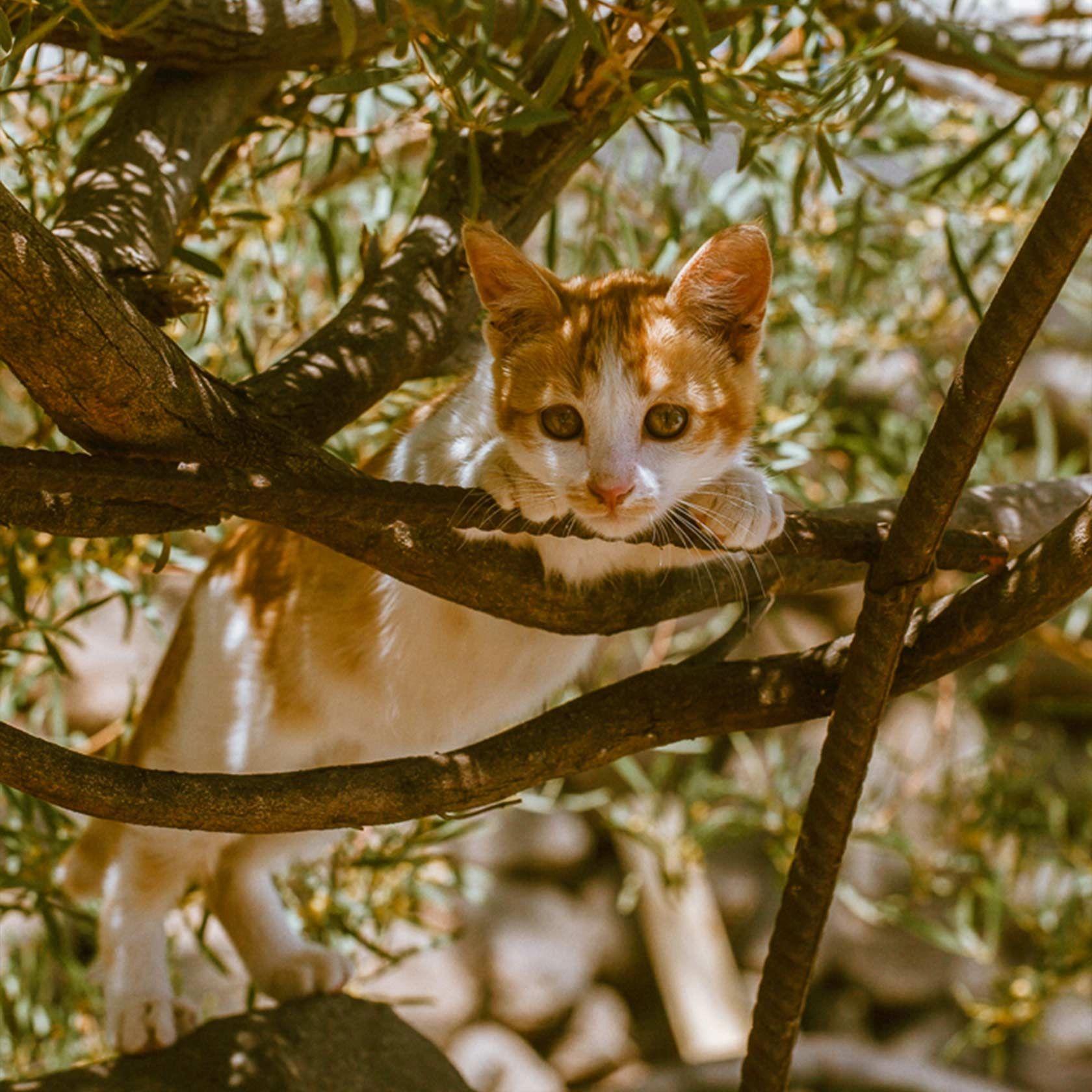 Mayo the cat