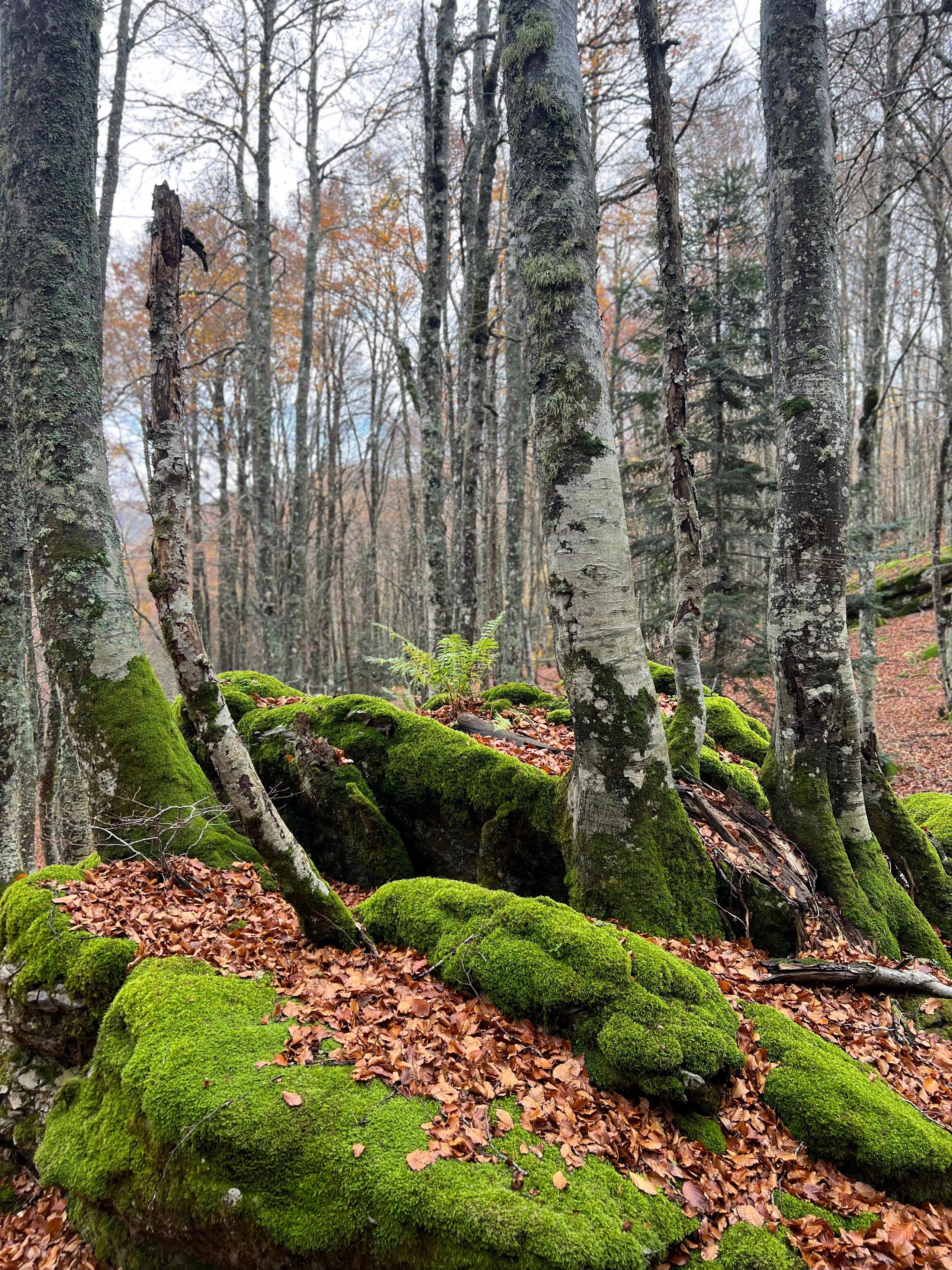 Hiking