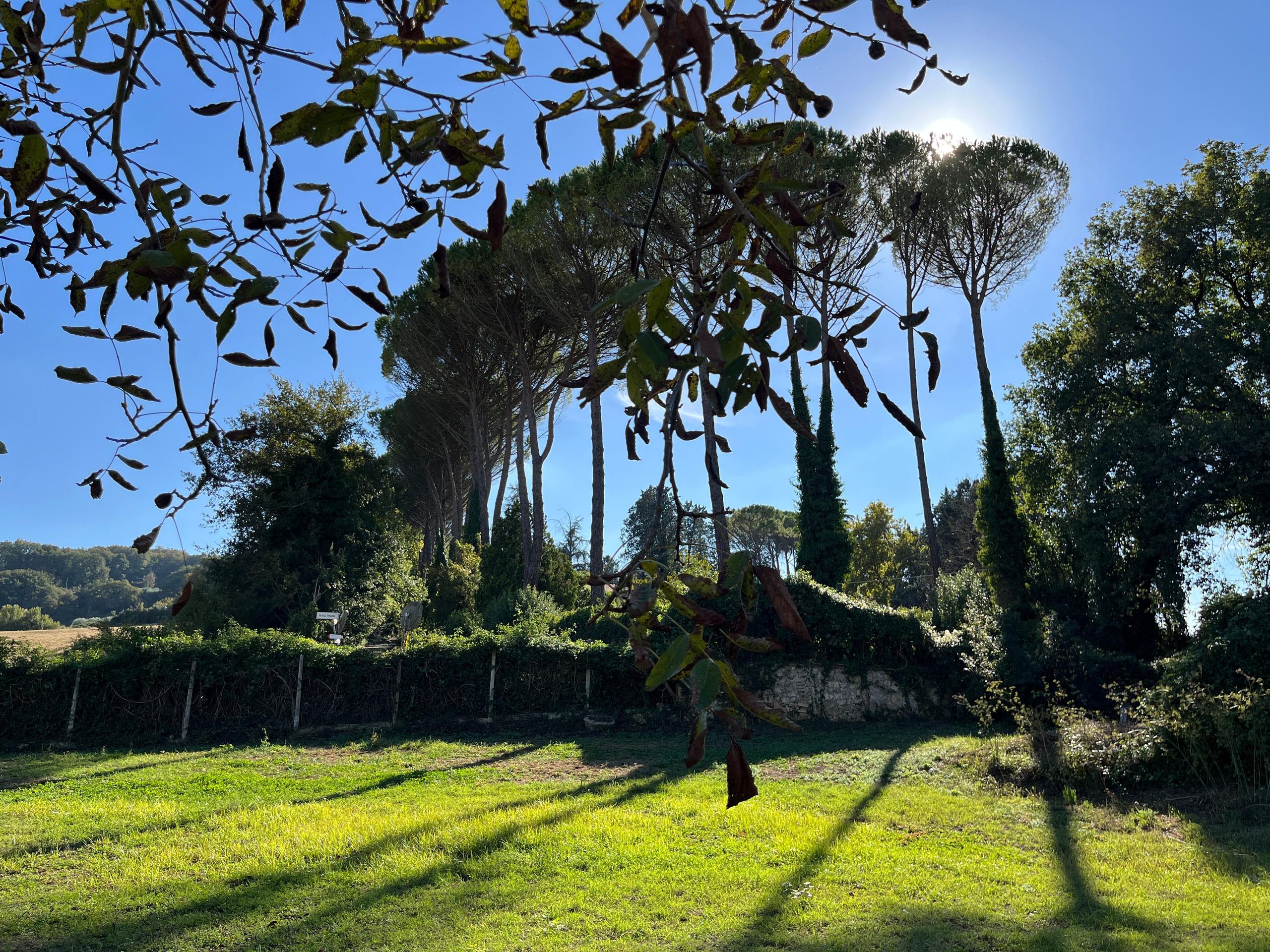Large garden with tall pine trees in front of a coliving in Italy near Rome