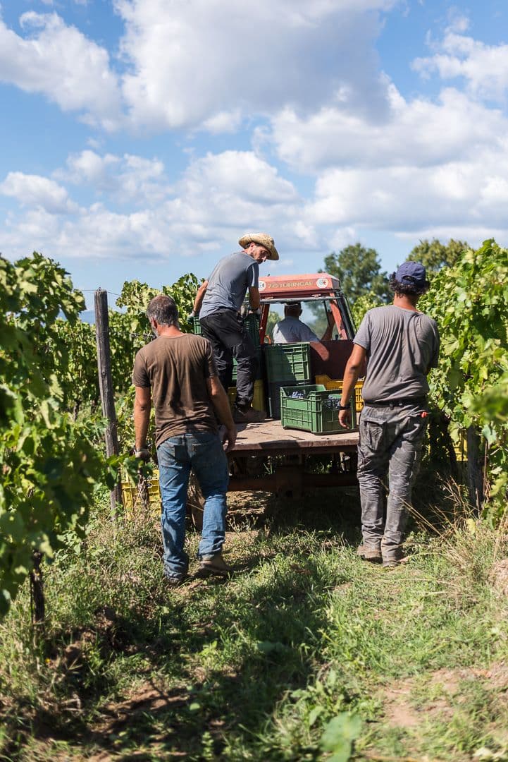 Tuscany wine region, 1 hour from the coliving in Italy, with a tractor harvesting grapes in the landscape