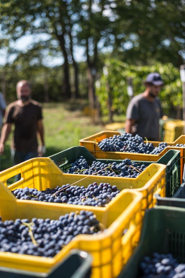 Grapes and vineyards in Tuscany wine region 1 hour from coliving Italy showcasing landscape