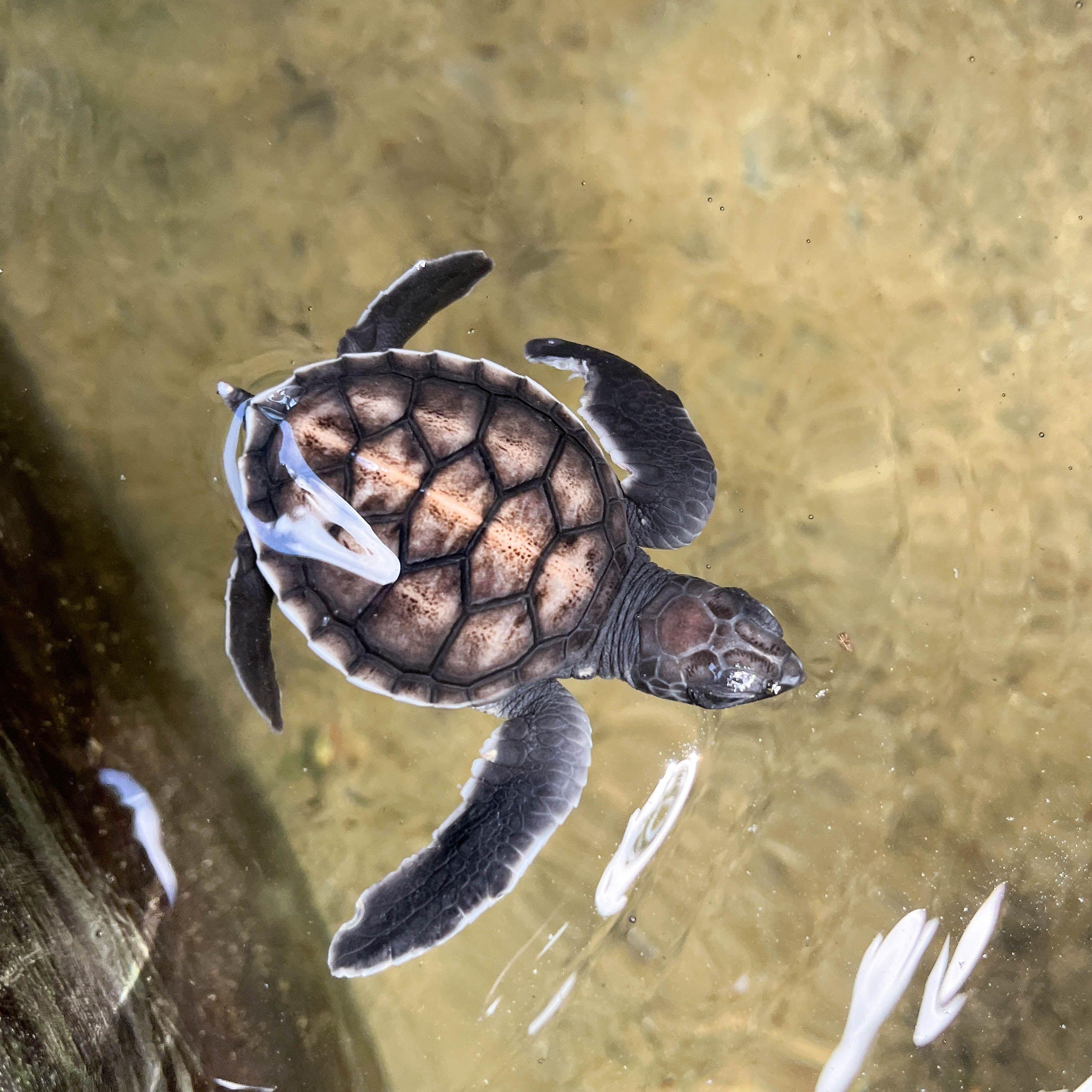 Sea turtles and hatchlings at the Sea Turtle Hatchery in Habaraduwa, with conservation efforts visible.