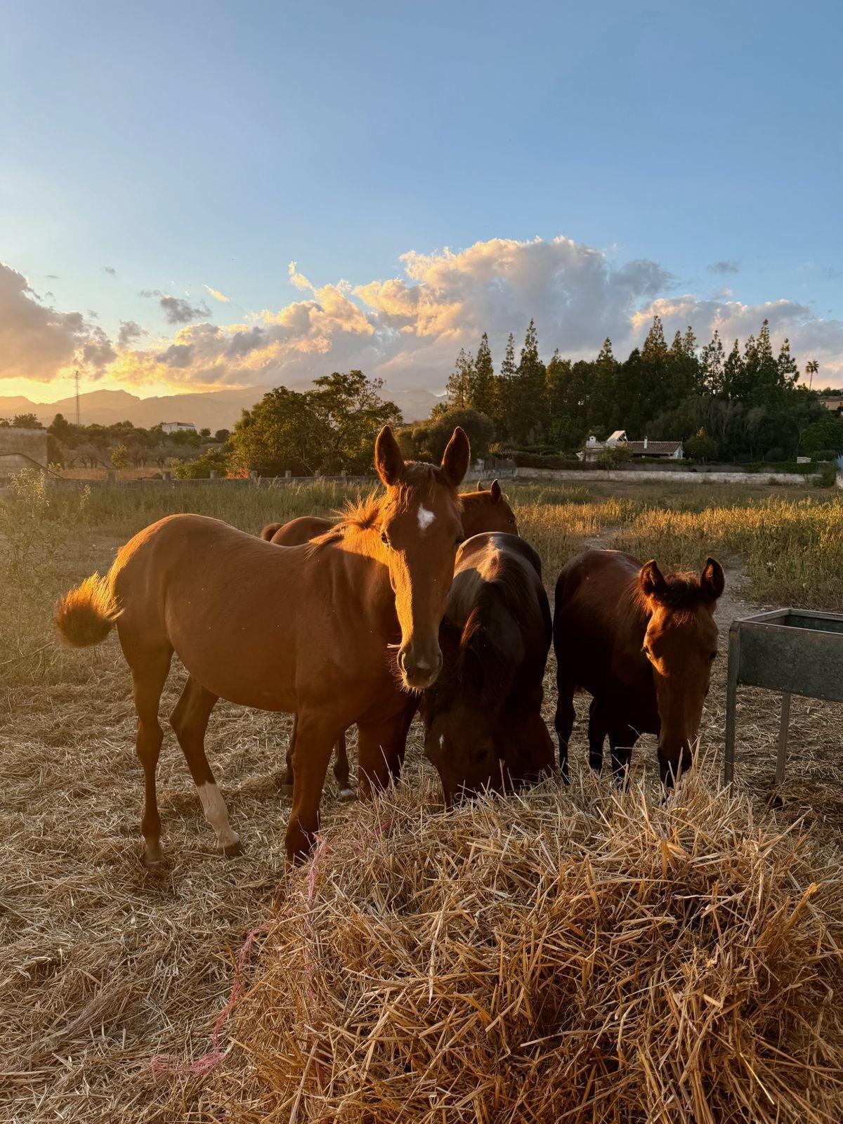 Horses on the farmland surrounding the property at sunset