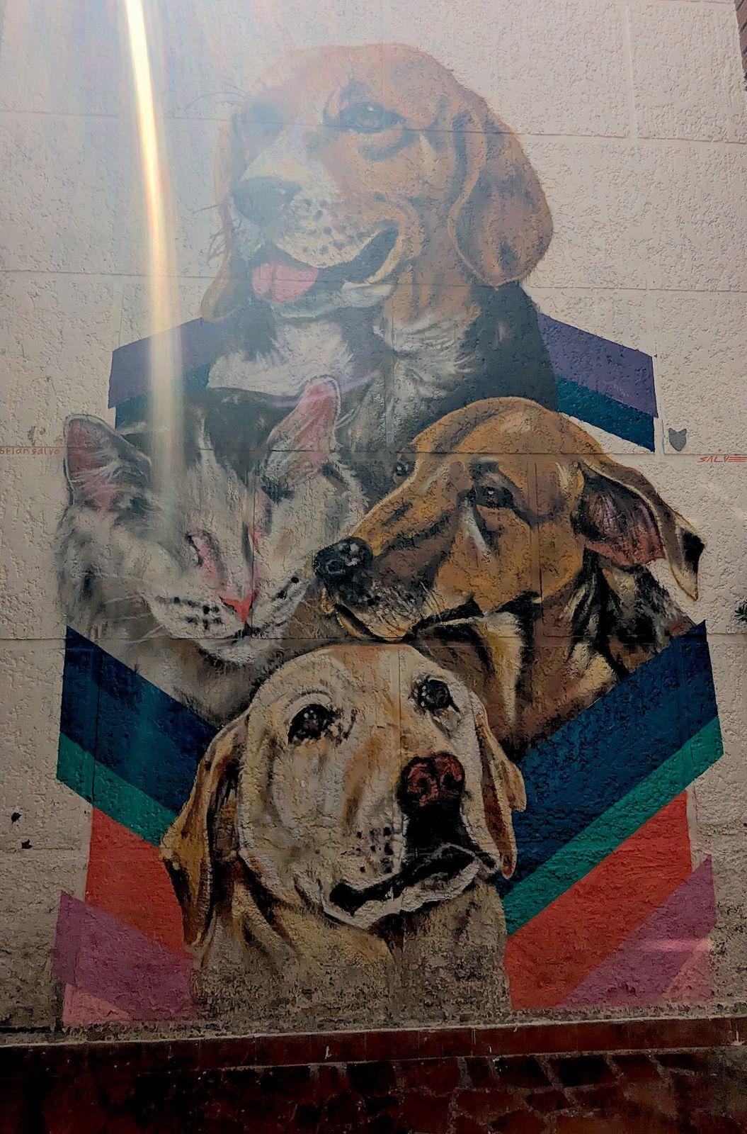 Mural of cats and dogs on the wall at Café Fundación, a cowork café and animal sanctuary near Caobo Home
